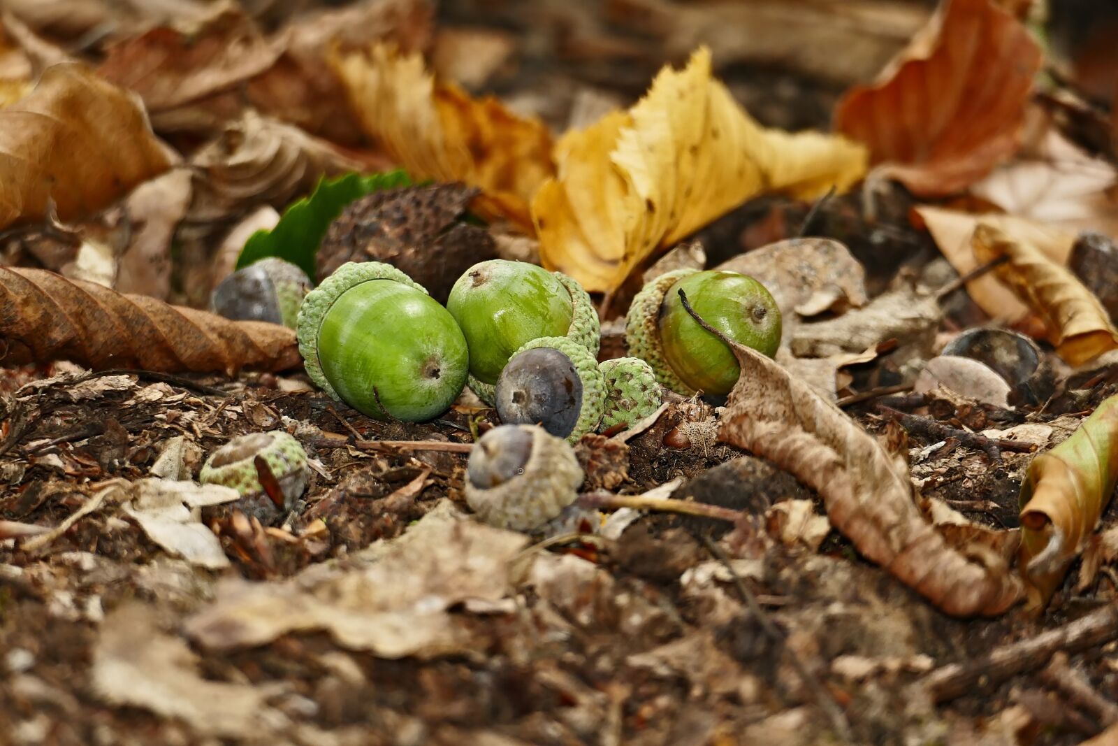 Panasonic Lumix DMC-FZ1000 sample photo. Acorns, forest, leaves photography