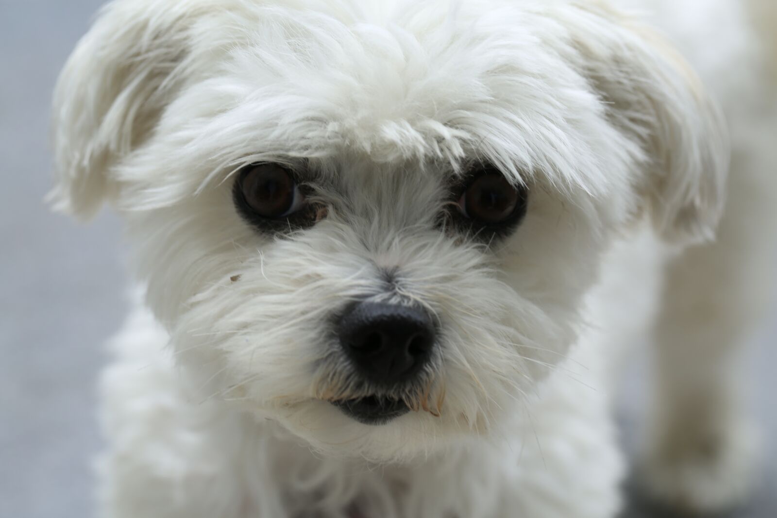 Canon EF 100mm F2.8L Macro IS USM sample photo. Dog, pet, animal photography