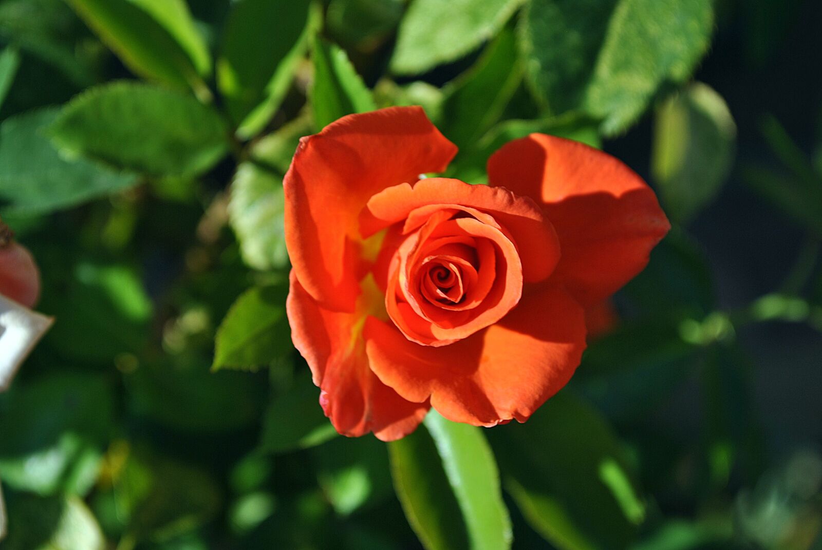 Nikon D3000 sample photo. Rose, orange rose, nature photography