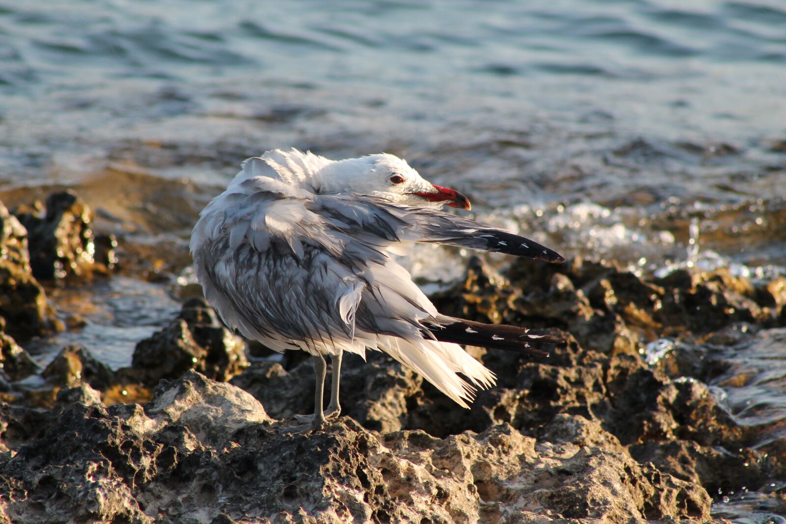 Canon EF75-300mm f/4-5.6 sample photo. Seagull, wet, bird photography