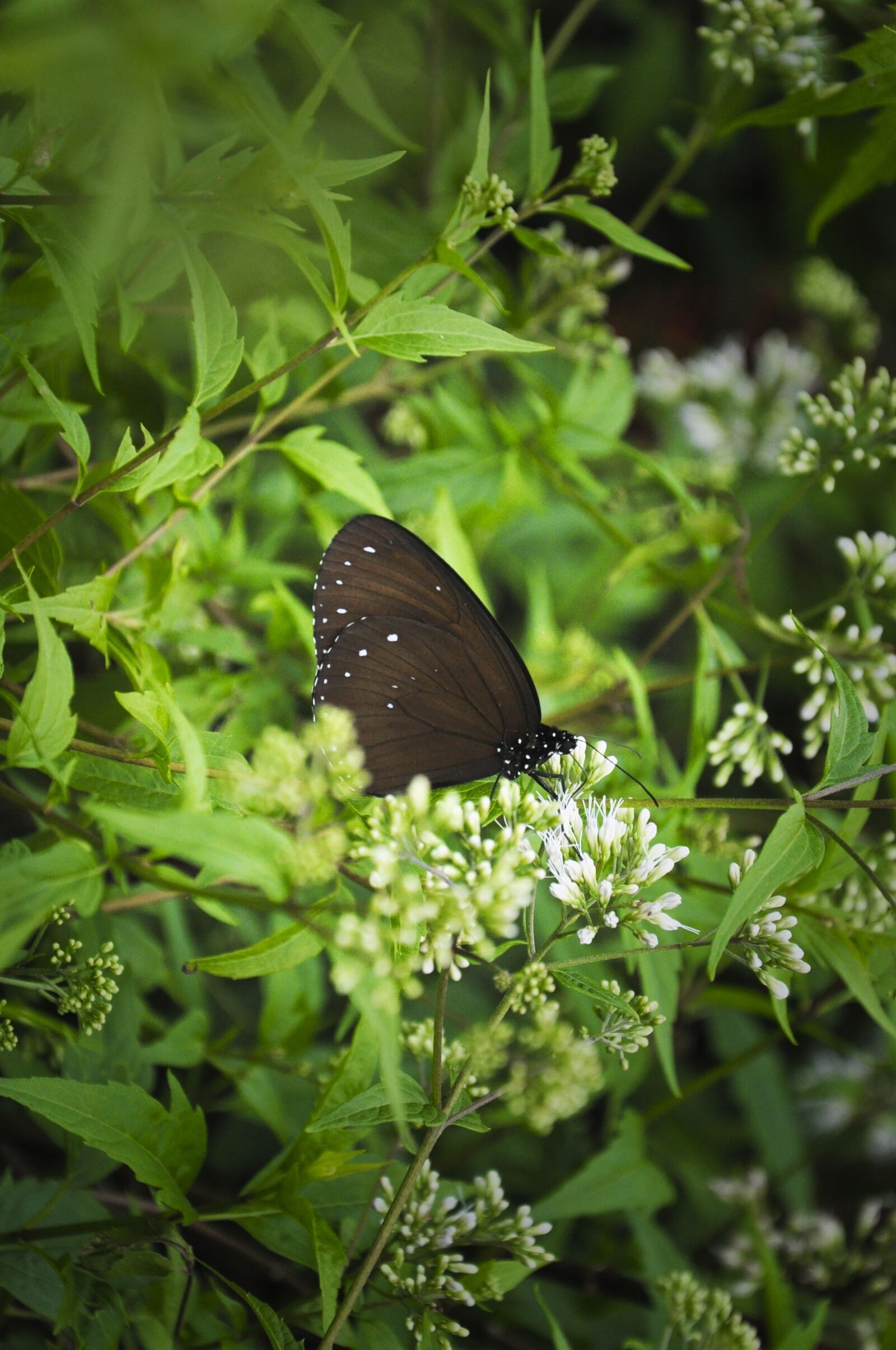 Nikon D5000 sample photo. Butterfly, valley of the photography