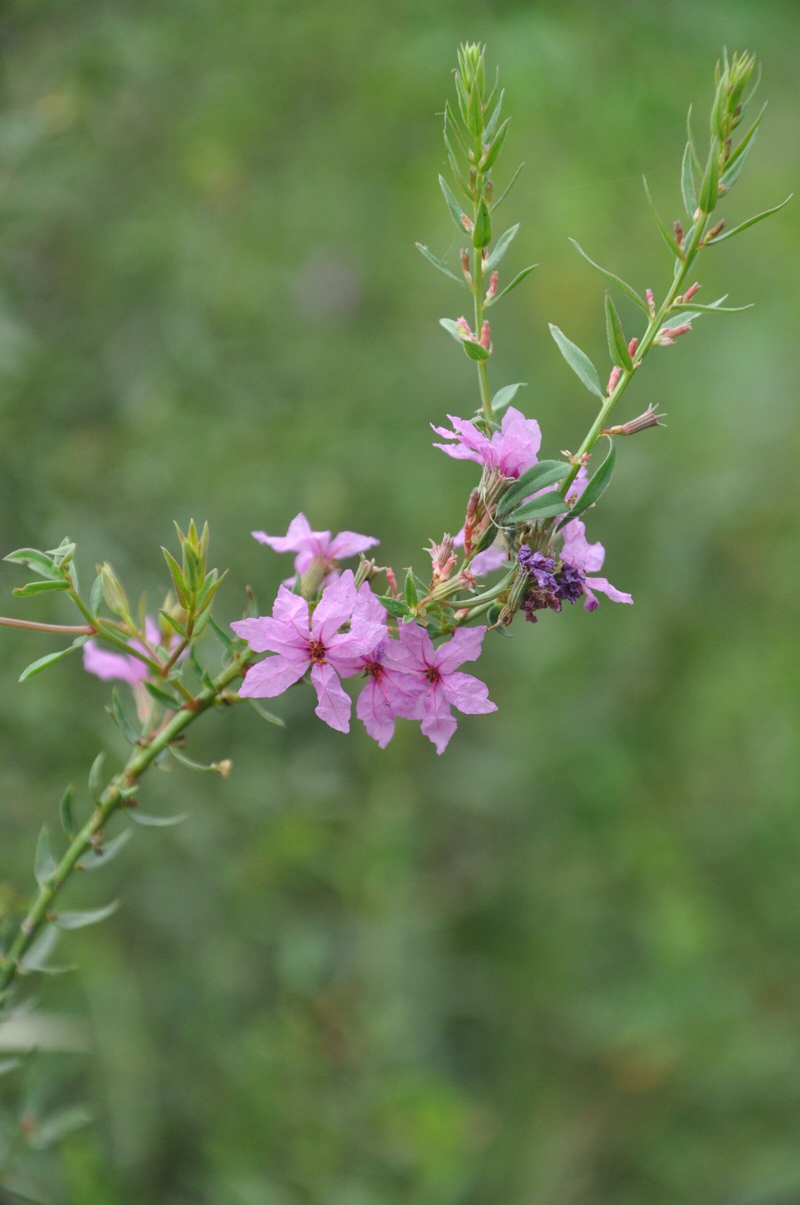 Nikon D90 sample photo. Wild flowers, flower, plant photography