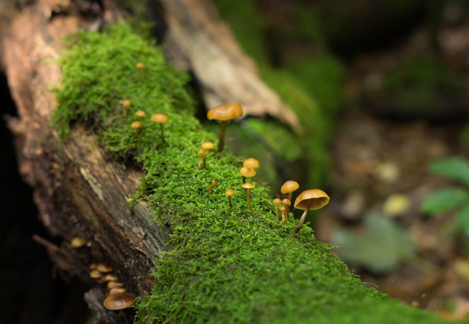 Pentax smc DA 50mm F1.8 sample photo. Mushroom, nature, forest photography