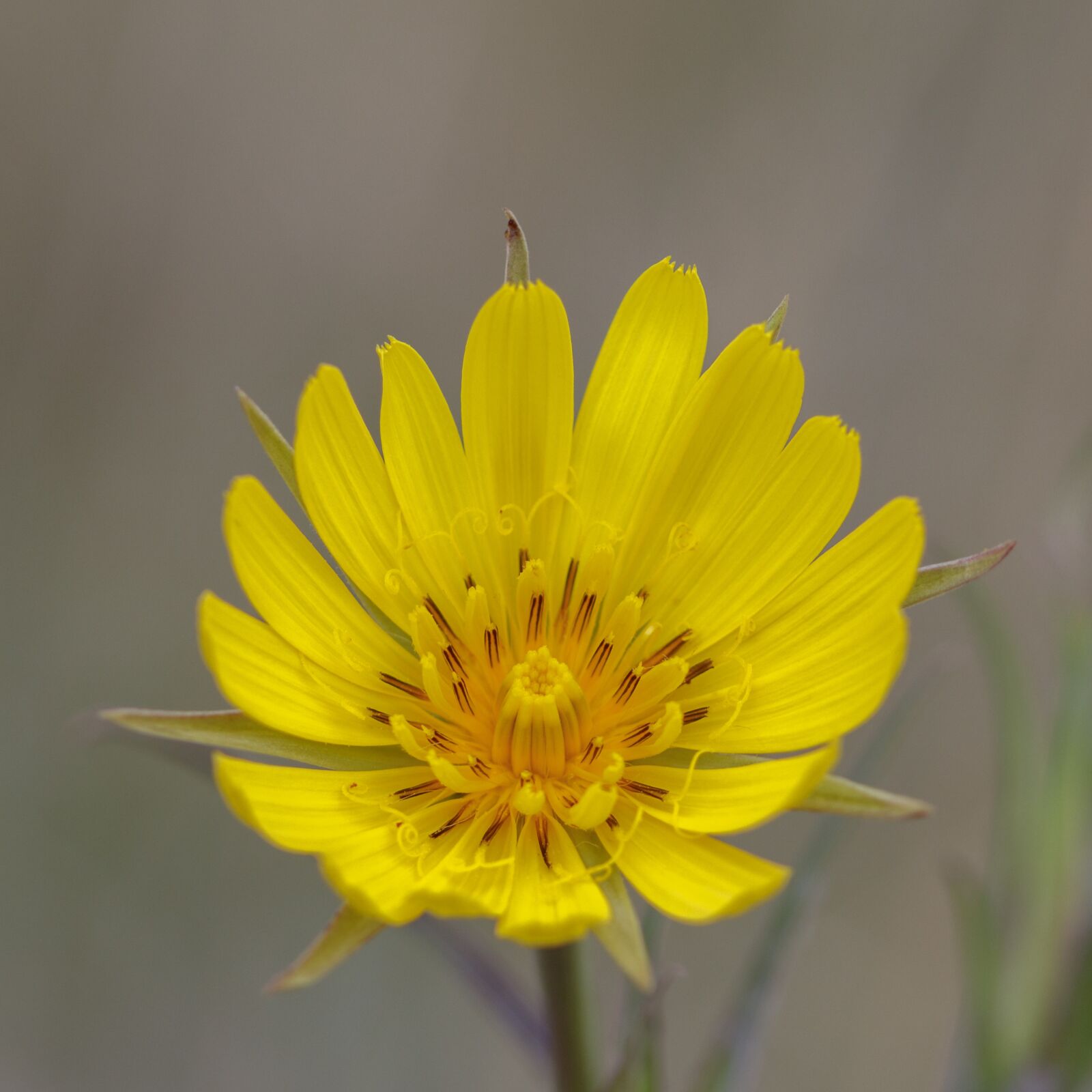 Canon EOS 80D sample photo. Flower, yellow, yellow flower photography