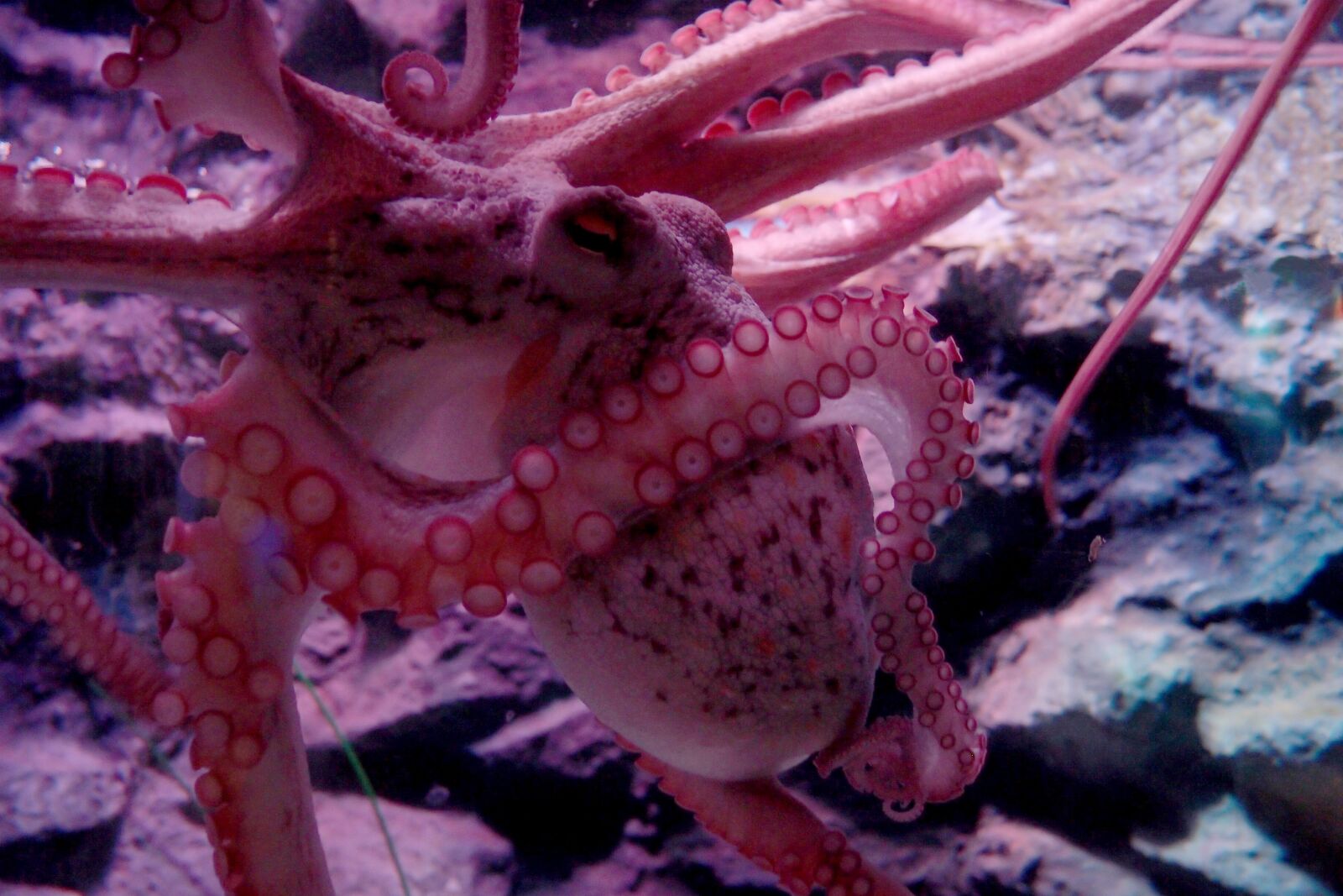 Olympus XZ-1 sample photo. Octopus, tentacles, suckers photography
