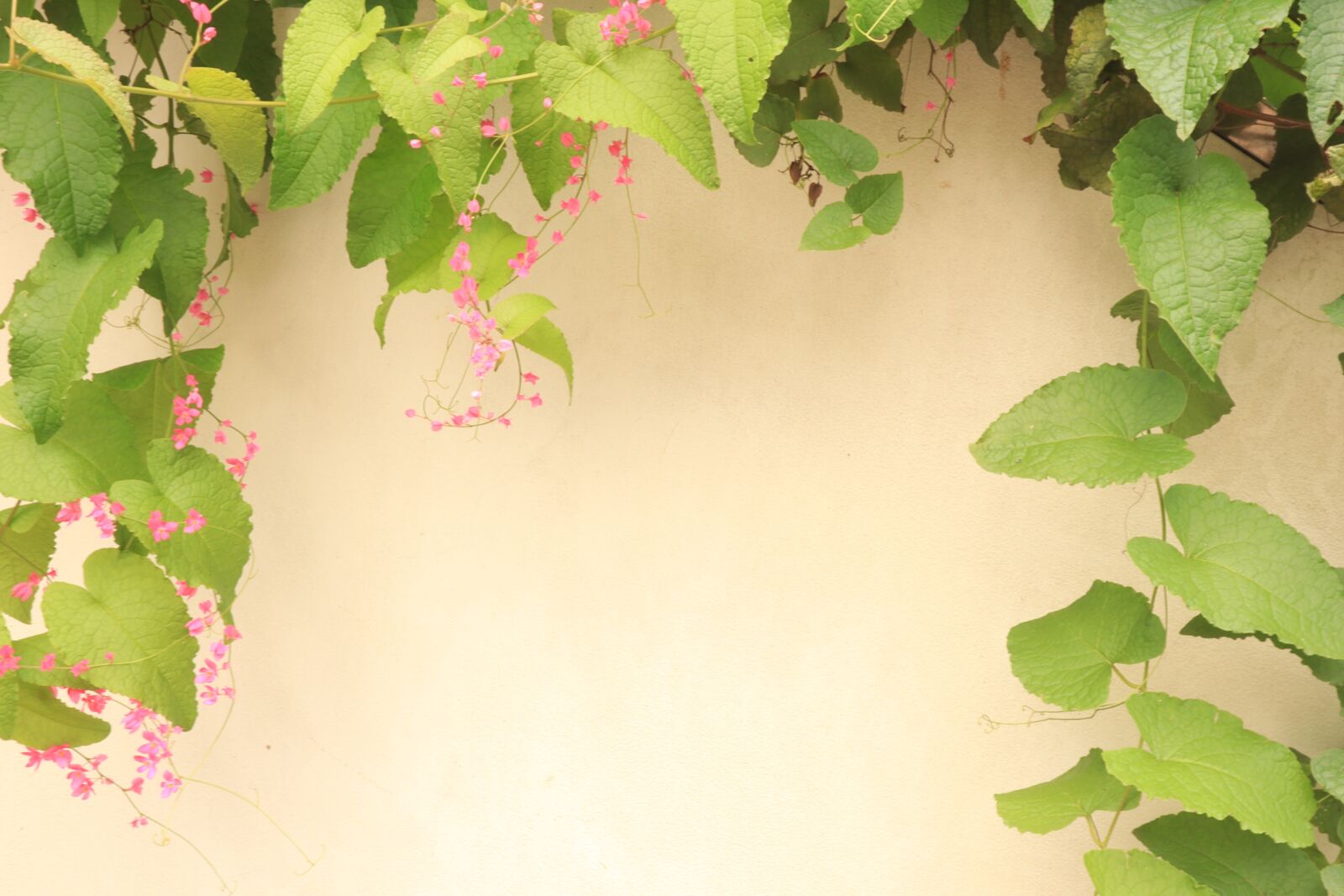 Canon EOS M50 (EOS Kiss M) sample photo. Flower, the leaves, wall photography