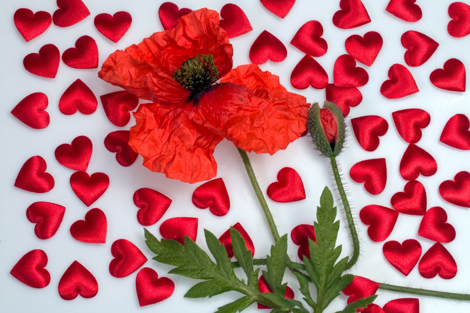 Canon EF-S 60mm F2.8 Macro USM sample photo. Poppy, klatschmohn, poppy flower photography