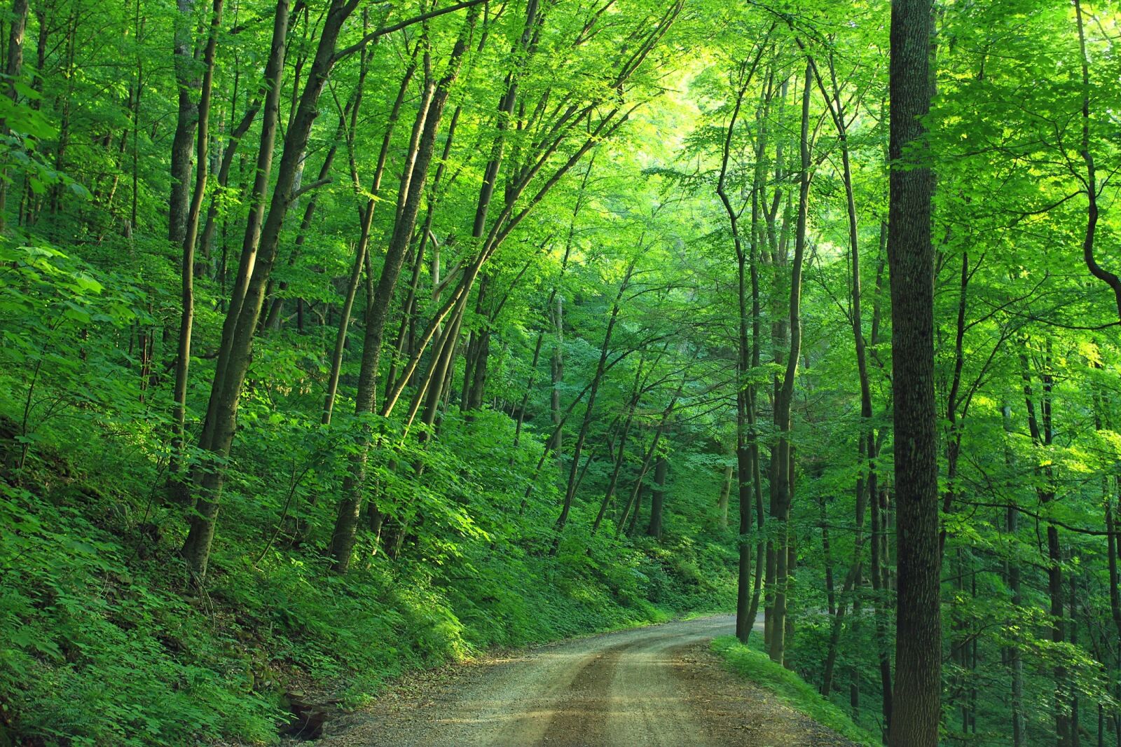Canon EOS 600D (Rebel EOS T3i / EOS Kiss X5) sample photo. Woods, landscape, road photography