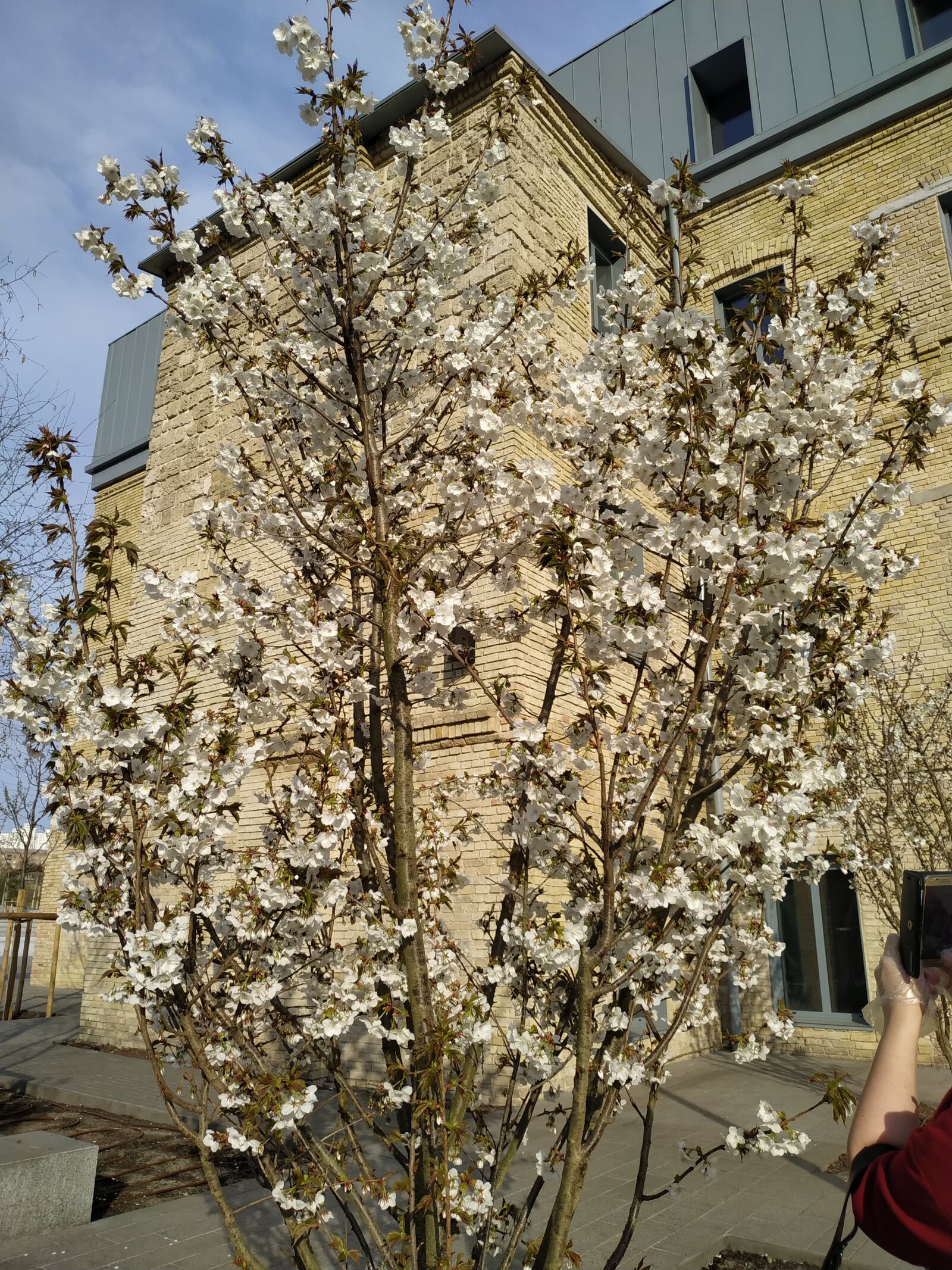 Xiaomi MI 8 Lite sample photo. Tree, bloom, cherry photography