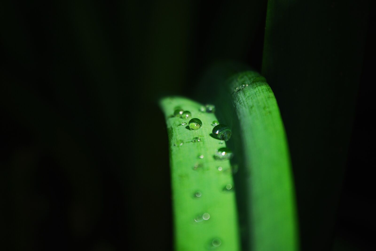 Nikon D60 sample photo. Trickle, pool, green photography