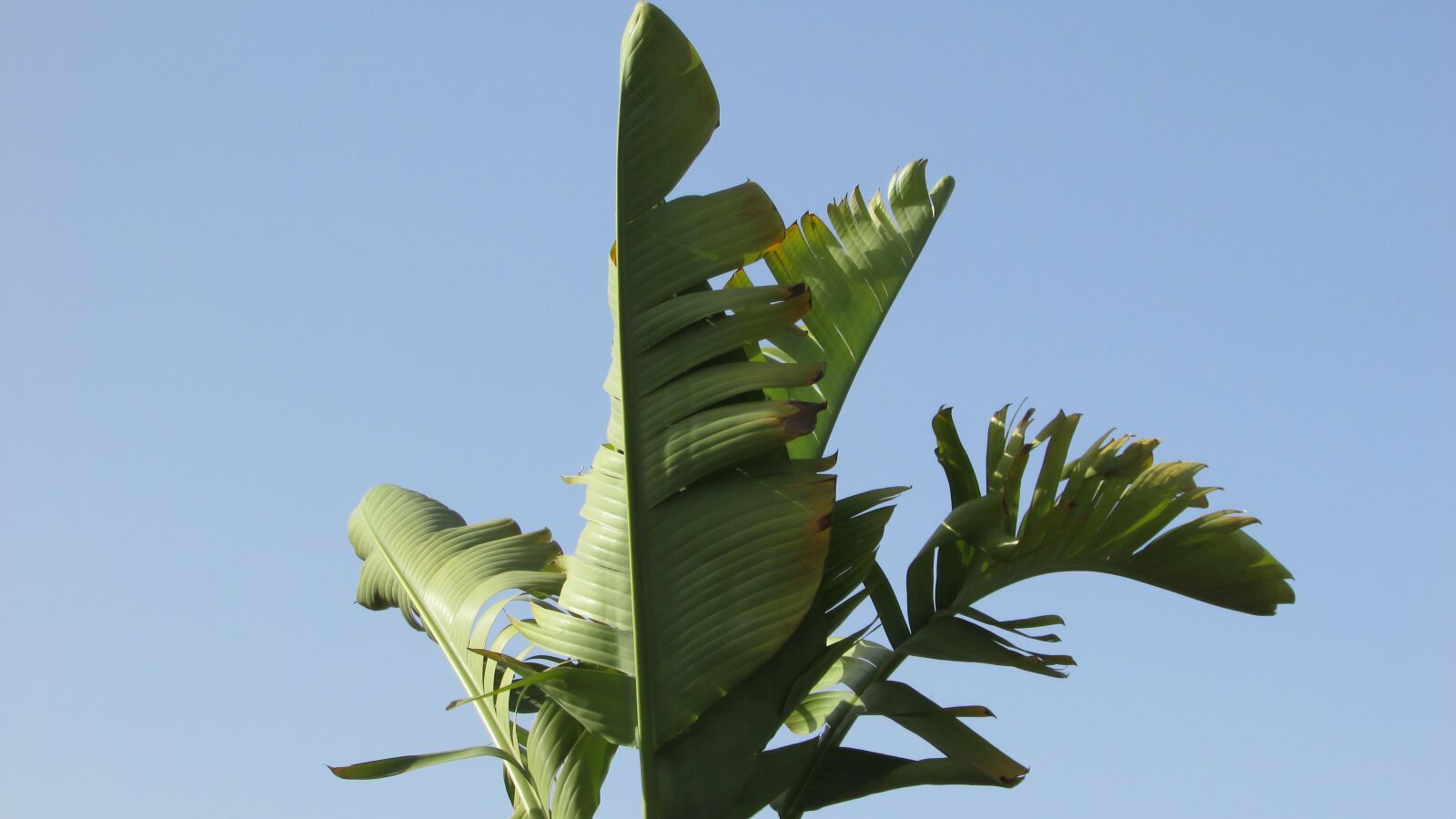 Canon PowerShot SX400 IS sample photo. Banana, plant, leaf photography