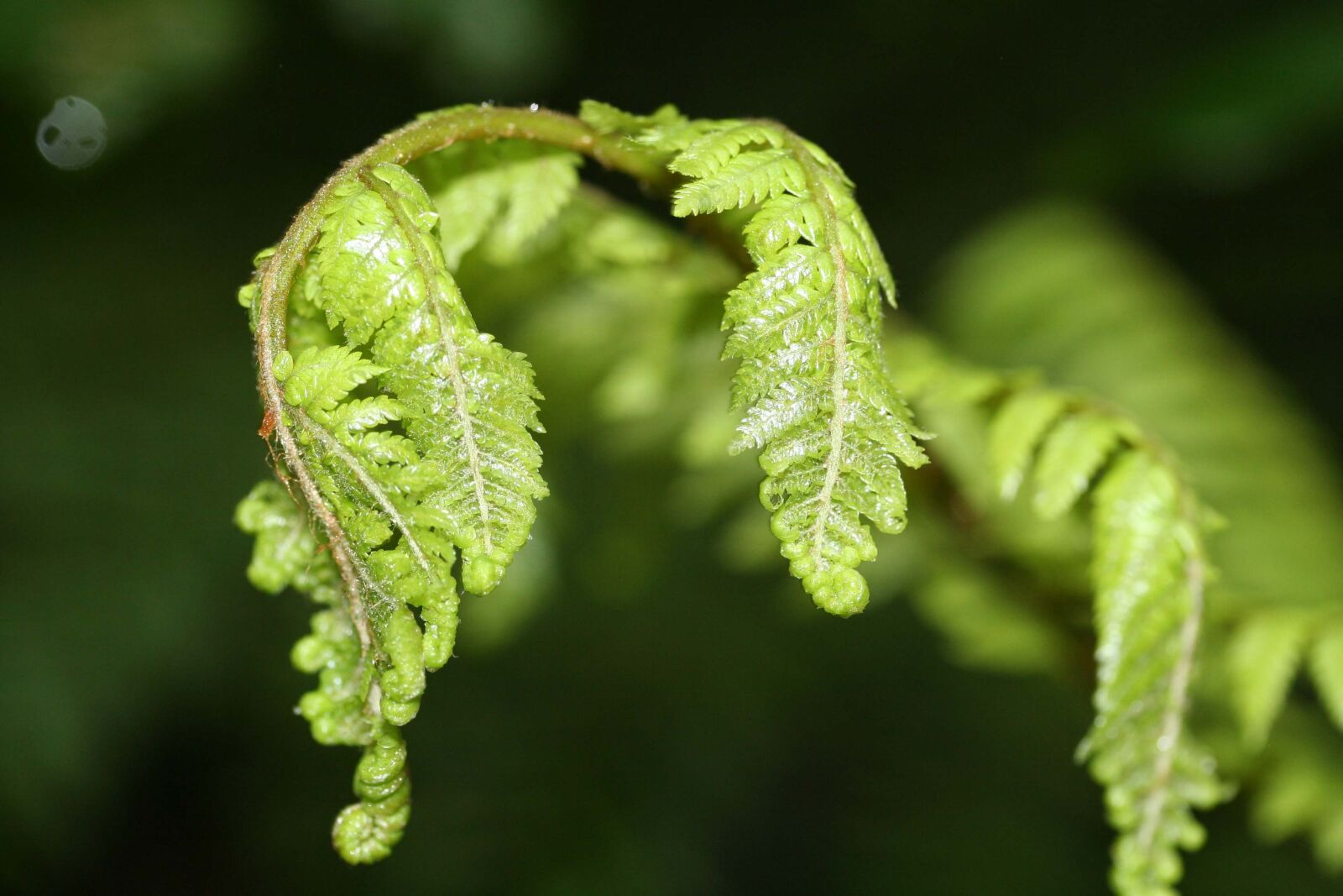 Canon EOS 350D (EOS Digital Rebel XT / EOS Kiss Digital N) sample photo. Fern, unfurling, green photography