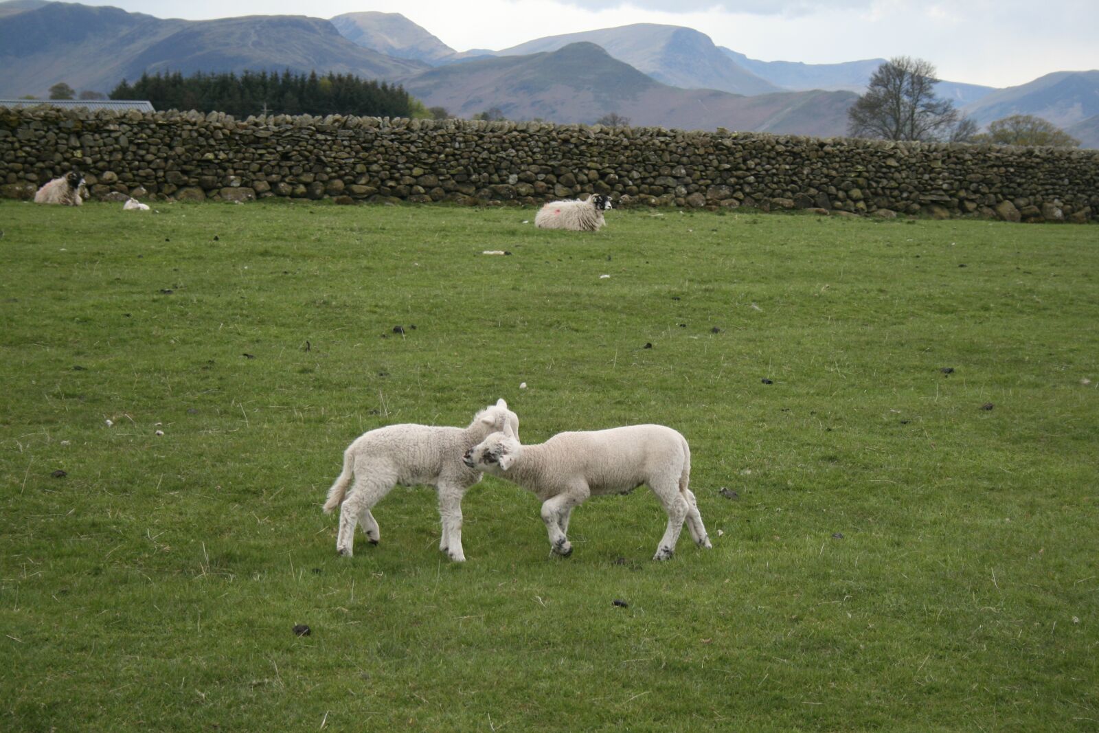 Canon EOS 400D (EOS Digital Rebel XTi / EOS Kiss Digital X) sample photo. Sheep, grass, farm photography