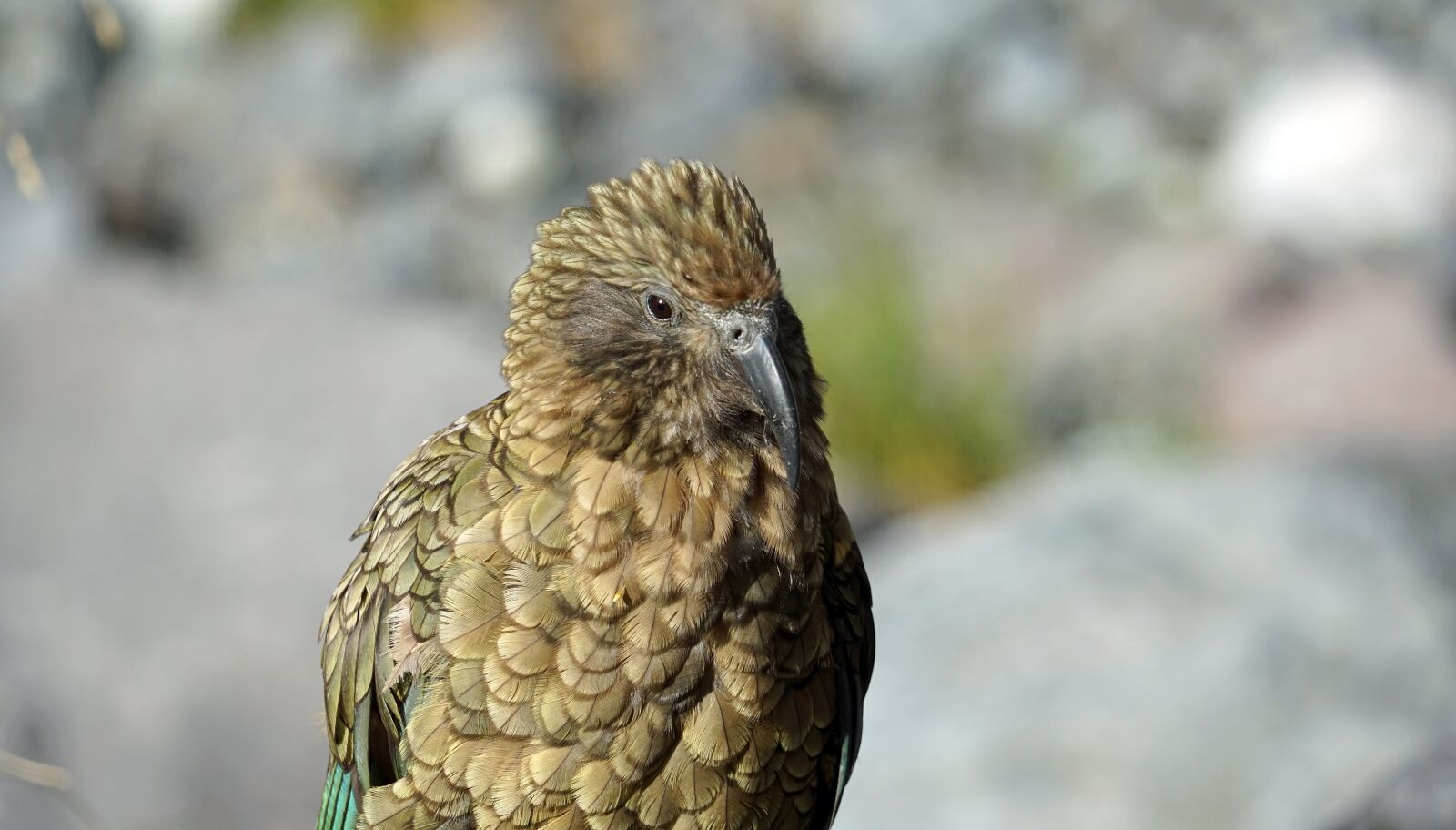 Sony a7 + Sony FE 24-240mm F3.5-6.3 OSS sample photo. Kea, head, mountain parrot photography
