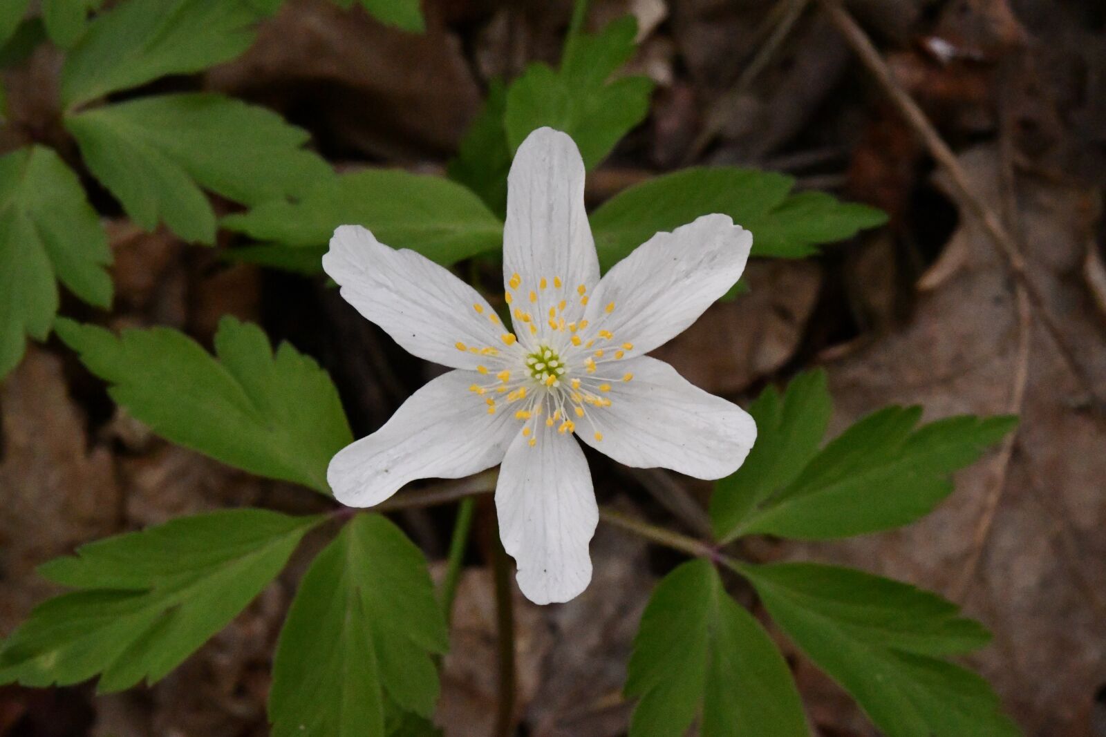 Nikon D7500 sample photo. Flower, white, spring photography