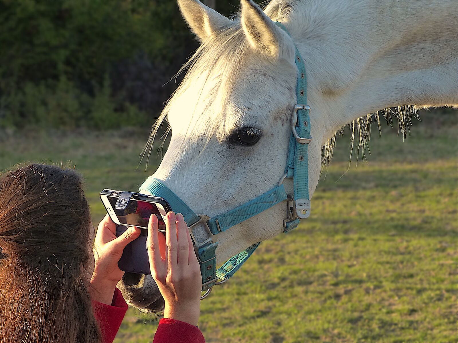 Panasonic Lumix DMC-FZ200 sample photo. Horse, installation, complicity photography