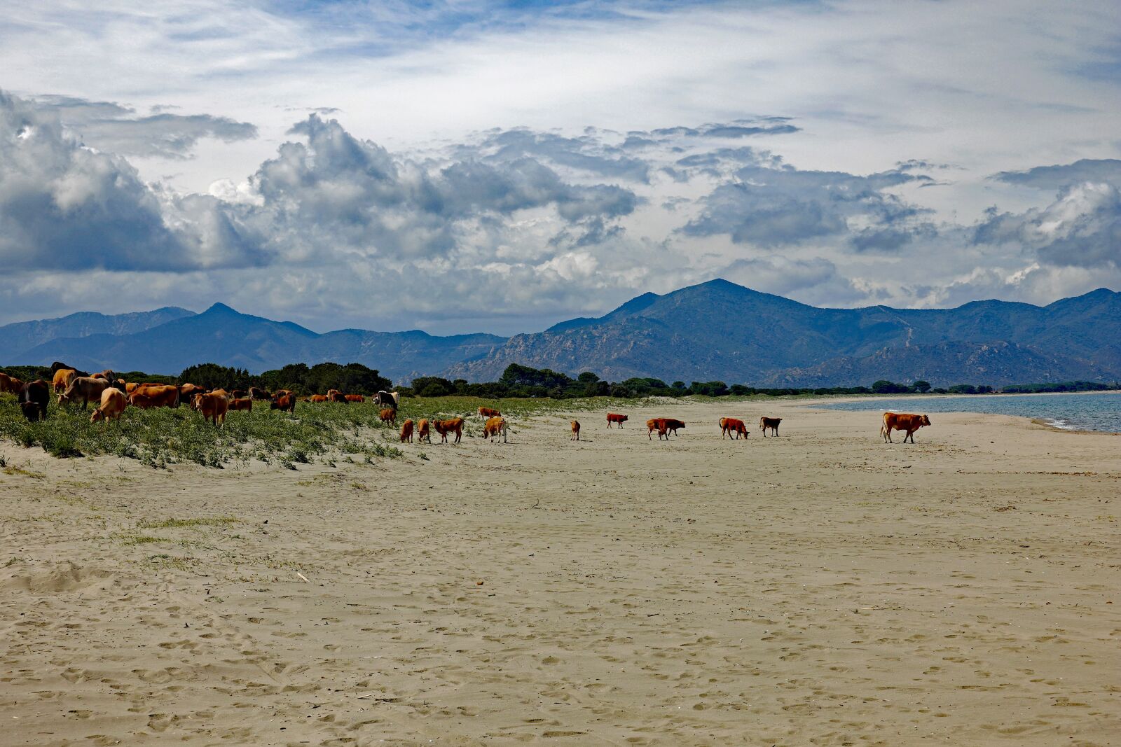 Vario-Elmar TL 1:3.5-5.6 / 18-56 ASPH. sample photo. Cows, freedom, beach photography