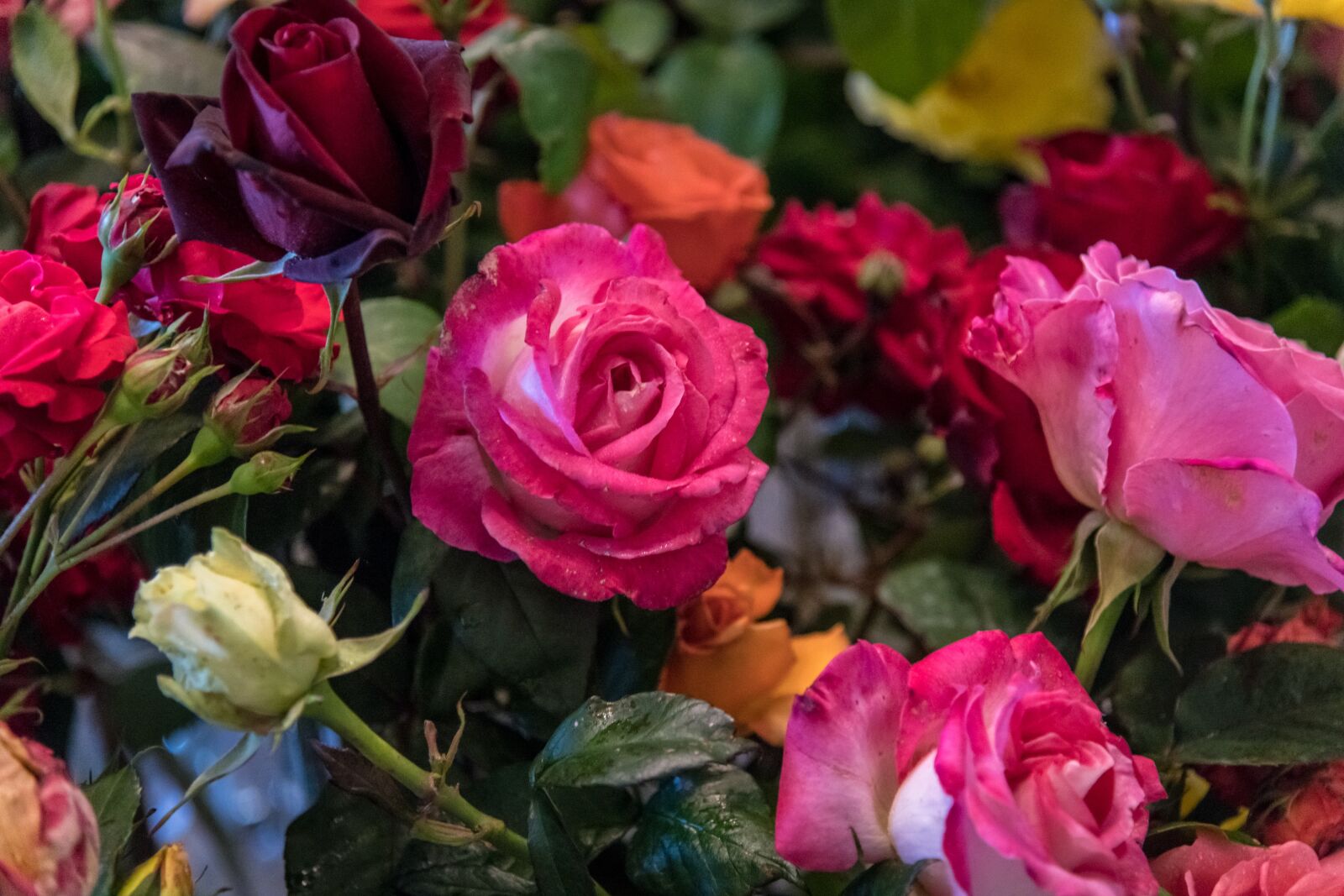 Nikon D850 sample photo. Rose, bouquet, flowers photography