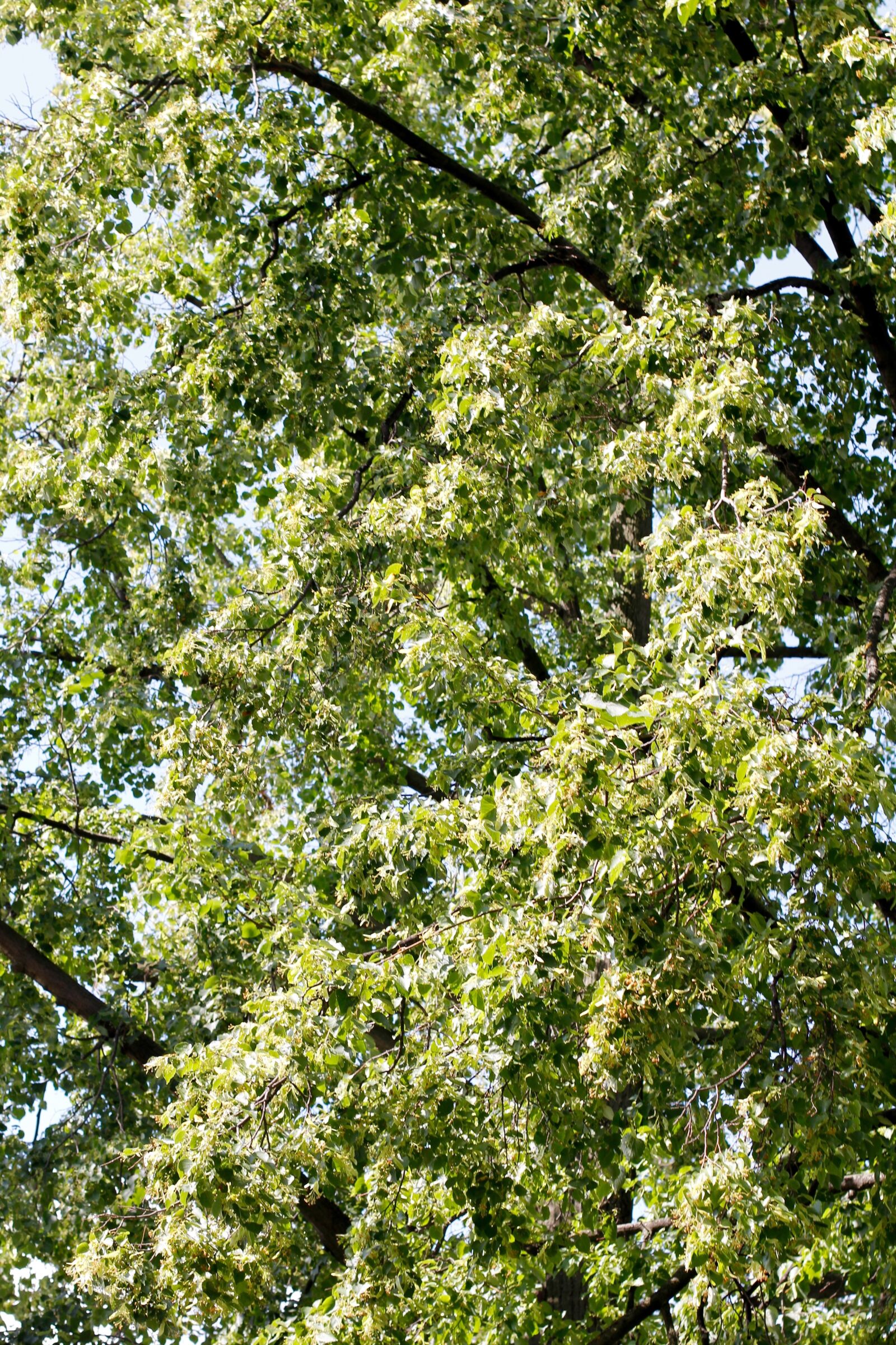 Canon EOS 60D + Canon EF 50mm F1.4 USM sample photo. Tree, branches, aesthetic photography