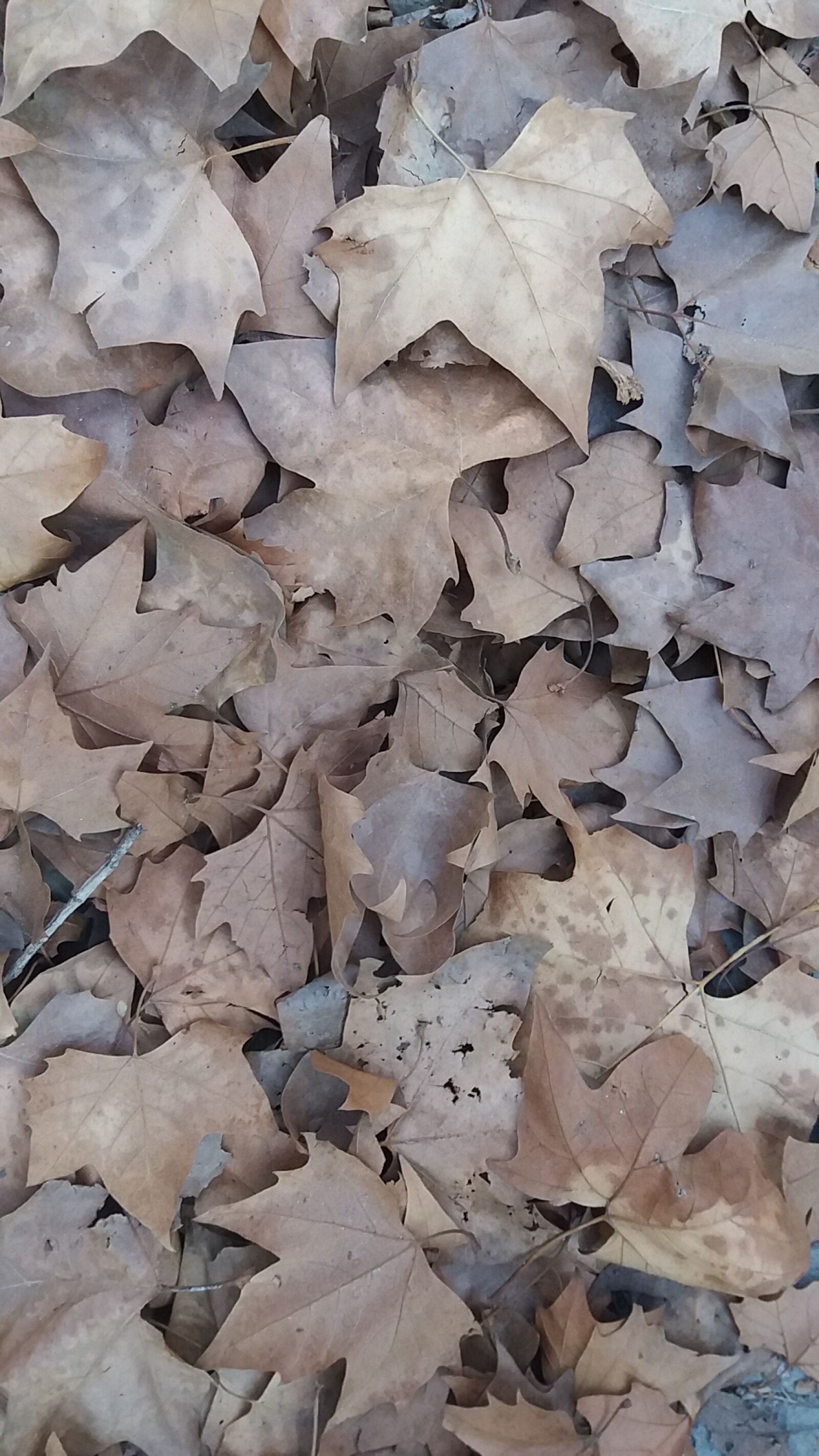 Samsung Galaxy J5 sample photo. Autumn, leaves, landscape photography