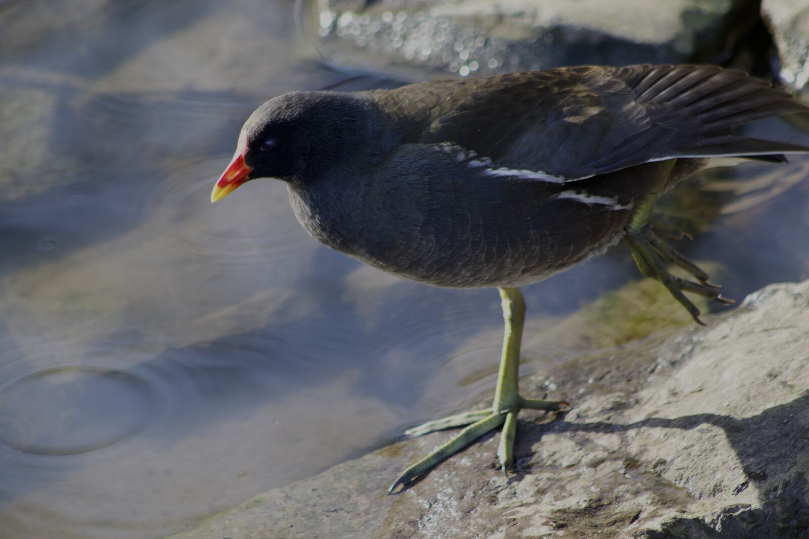 Canon EOS 800D (EOS Rebel T7i / EOS Kiss X9i) sample photo. Common moorhen, water bird photography
