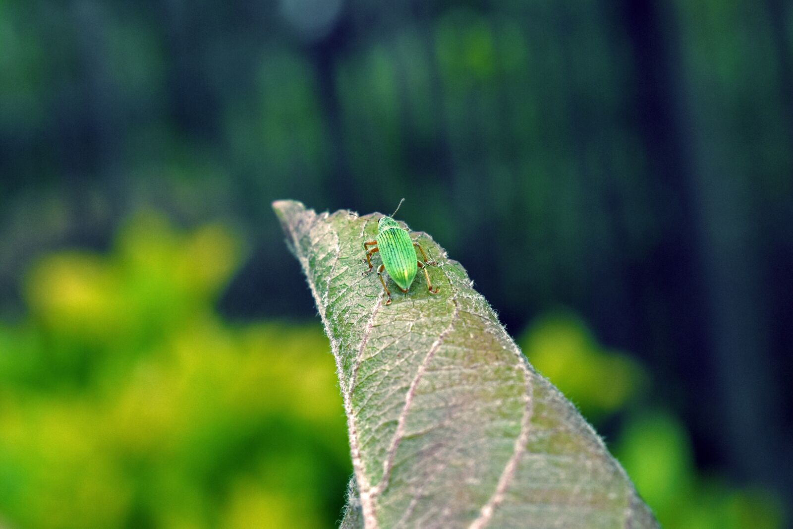 Nikon D3400 sample photo. Beetle, green, nature photography