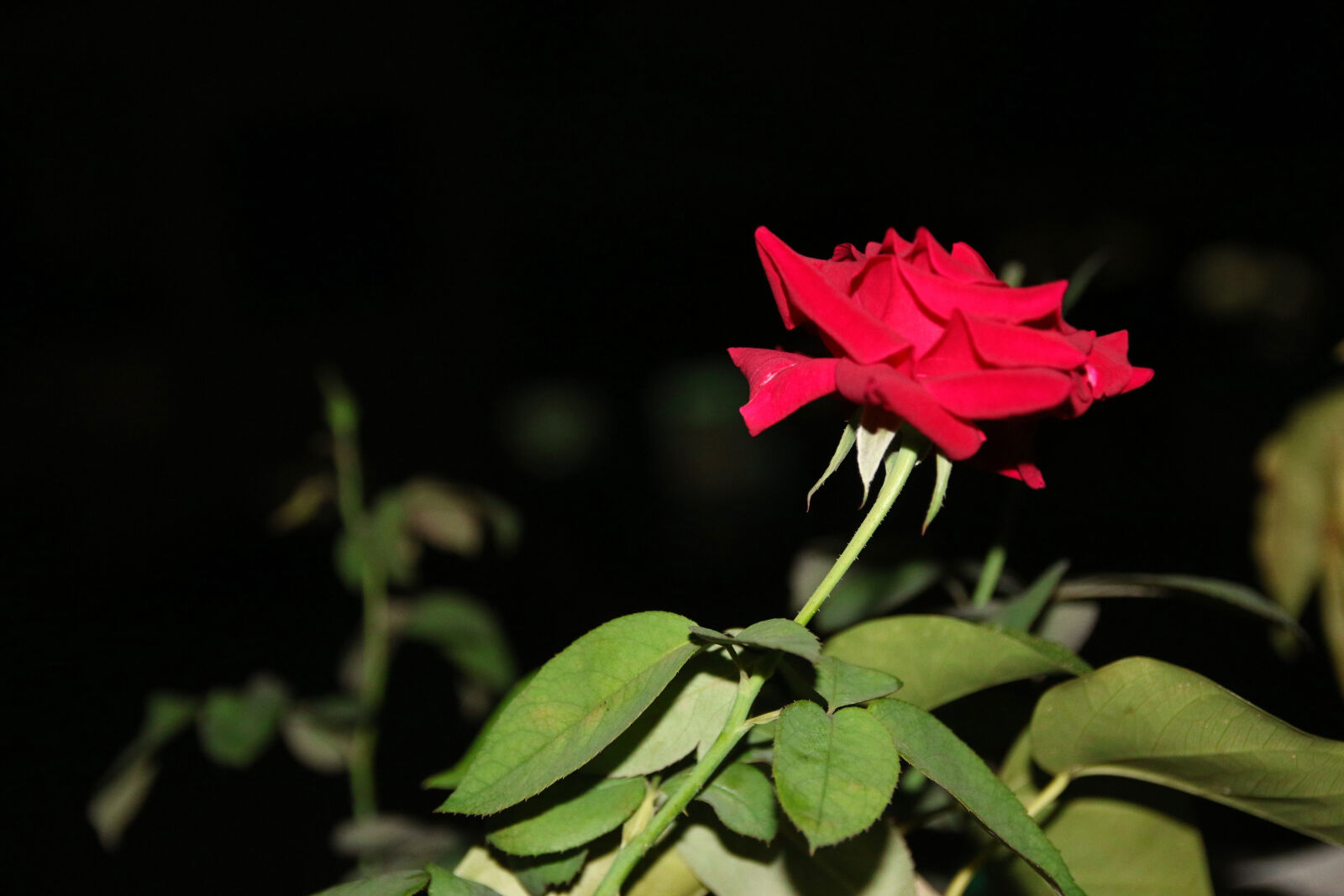 Canon EOS 70D sample photo. Roses photography