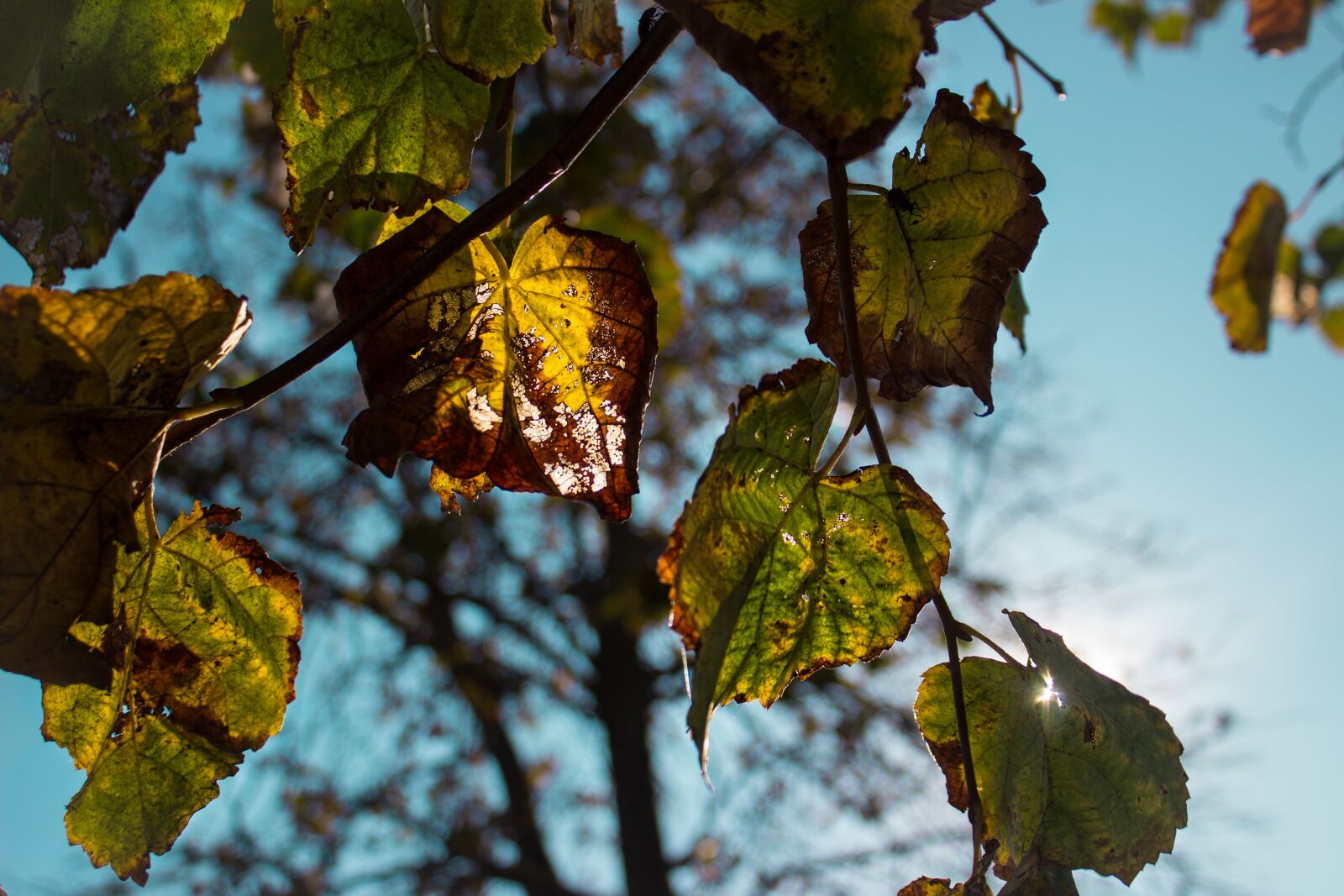 Canon EOS 600D (Rebel EOS T3i / EOS Kiss X5) sample photo. Autumn, leaves, foliage photography