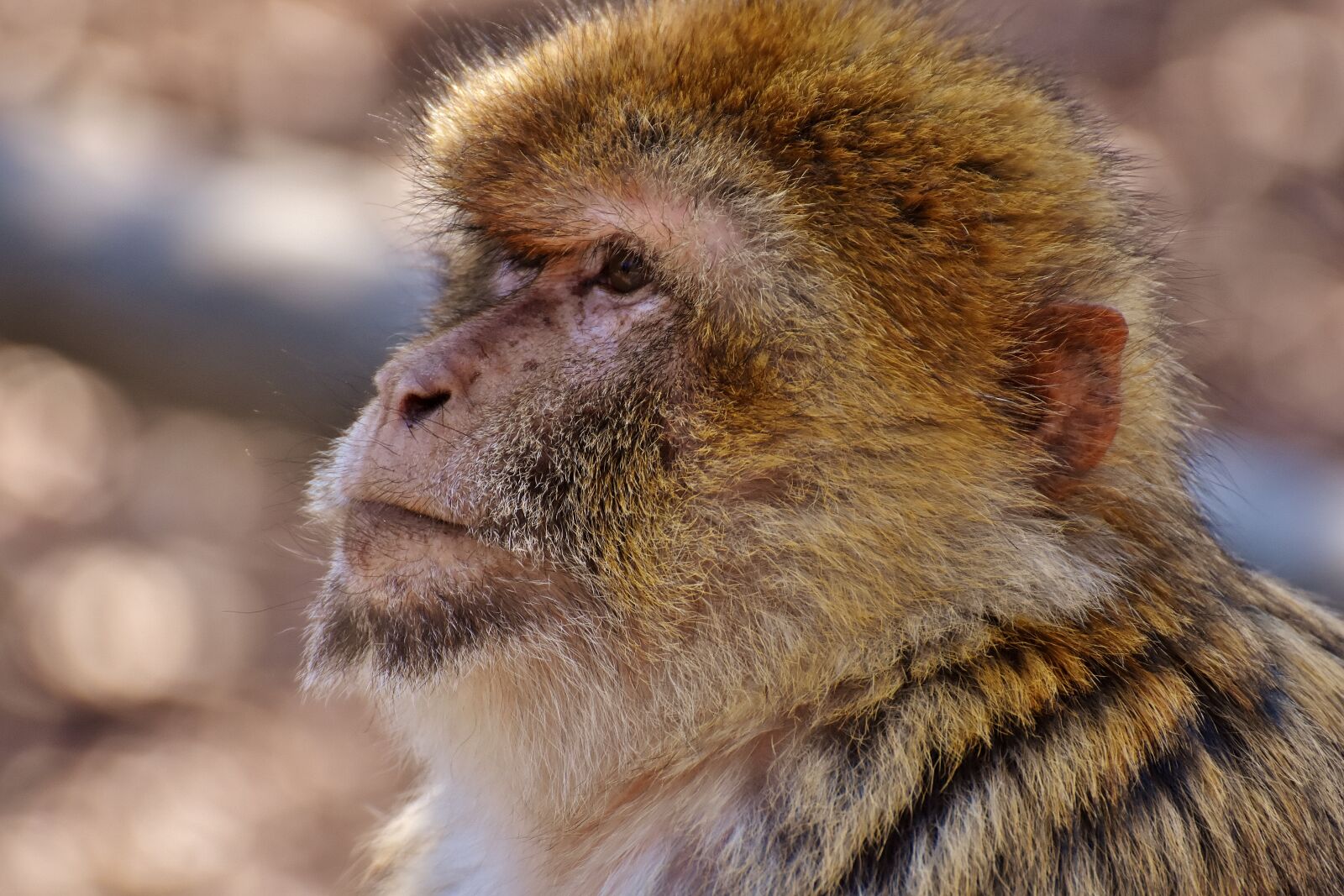 Nikon D7200 sample photo. Barbary ape, endangered species photography