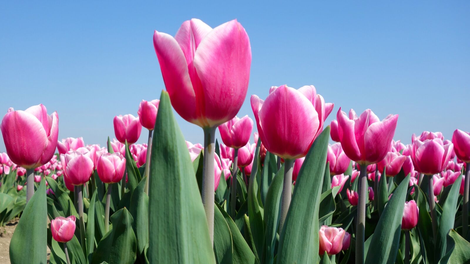 Sony Cyber-shot DSC-RX100 sample photo. Tulips, bulbs, tulip photography