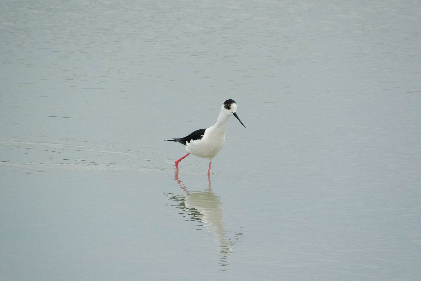 Nikon Coolpix P610 sample photo. Pisila stilt, himantopus himantopus photography