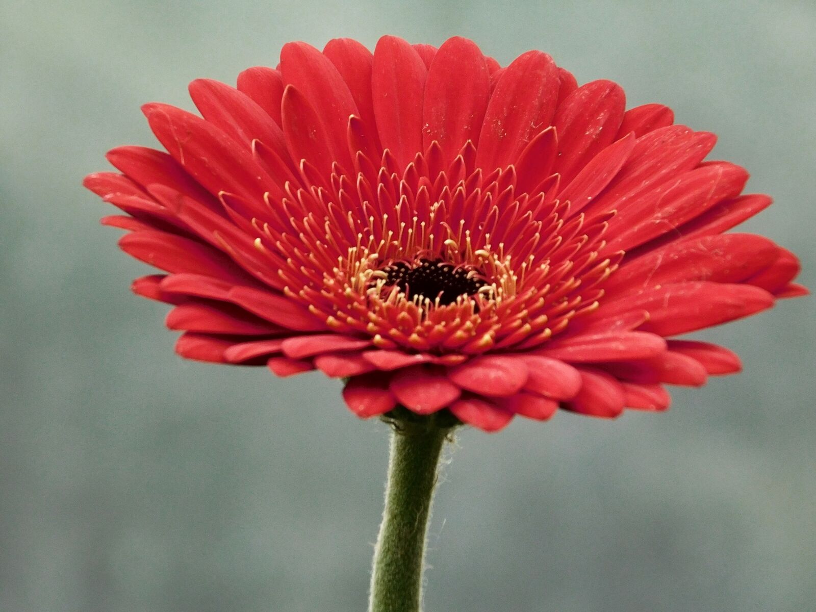 Nikon Coolpix L840 sample photo. Gerbera, flower, macro photography