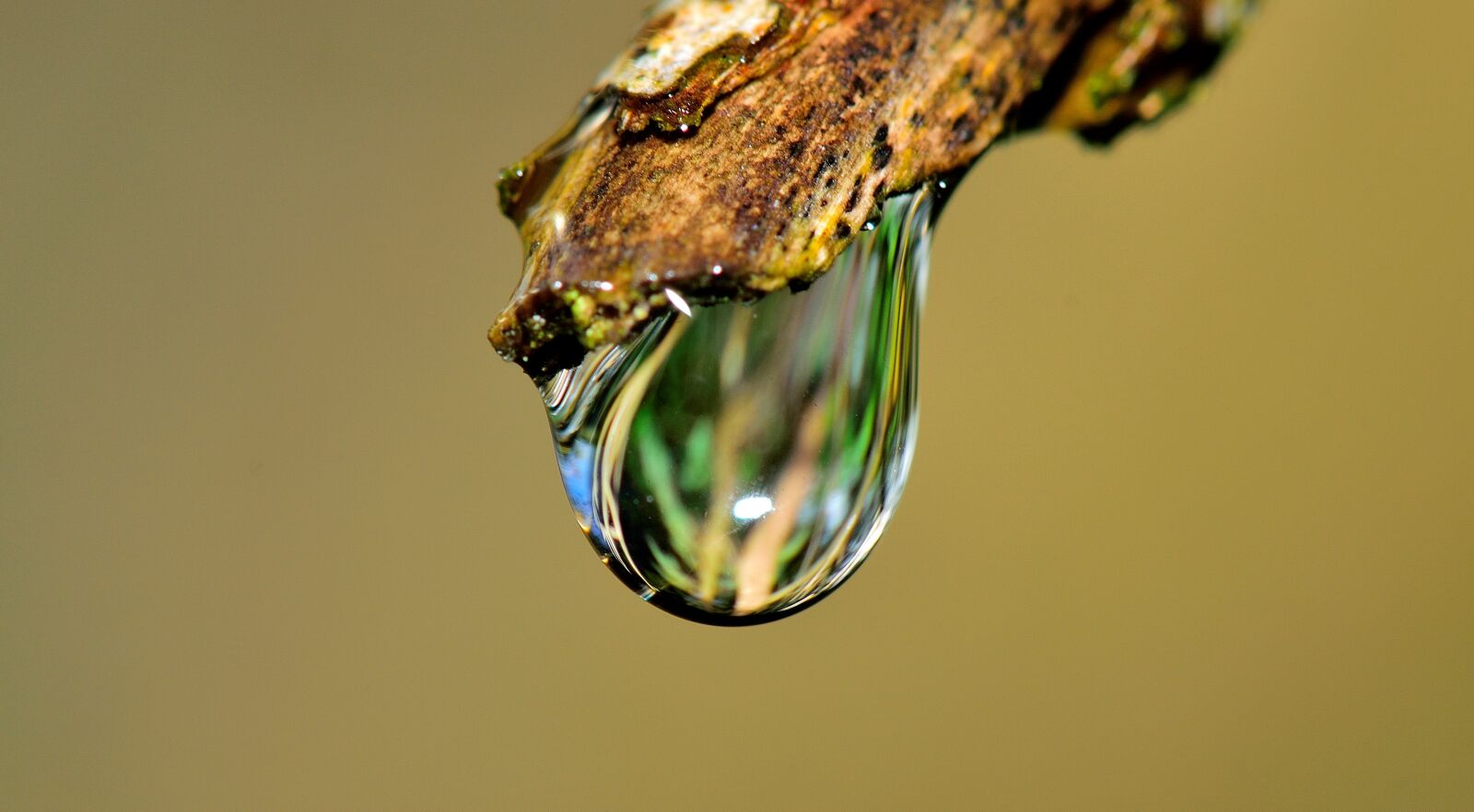 Nikon D5300 sample photo. Drop, water, grass photography