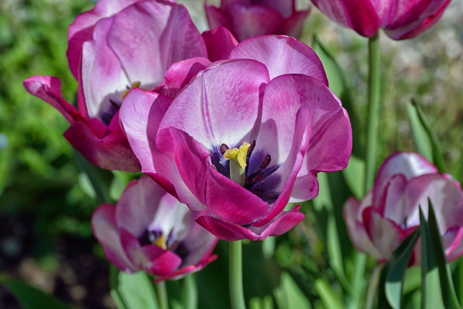 Nikon D7100 sample photo. Summer, flowers, purple photography