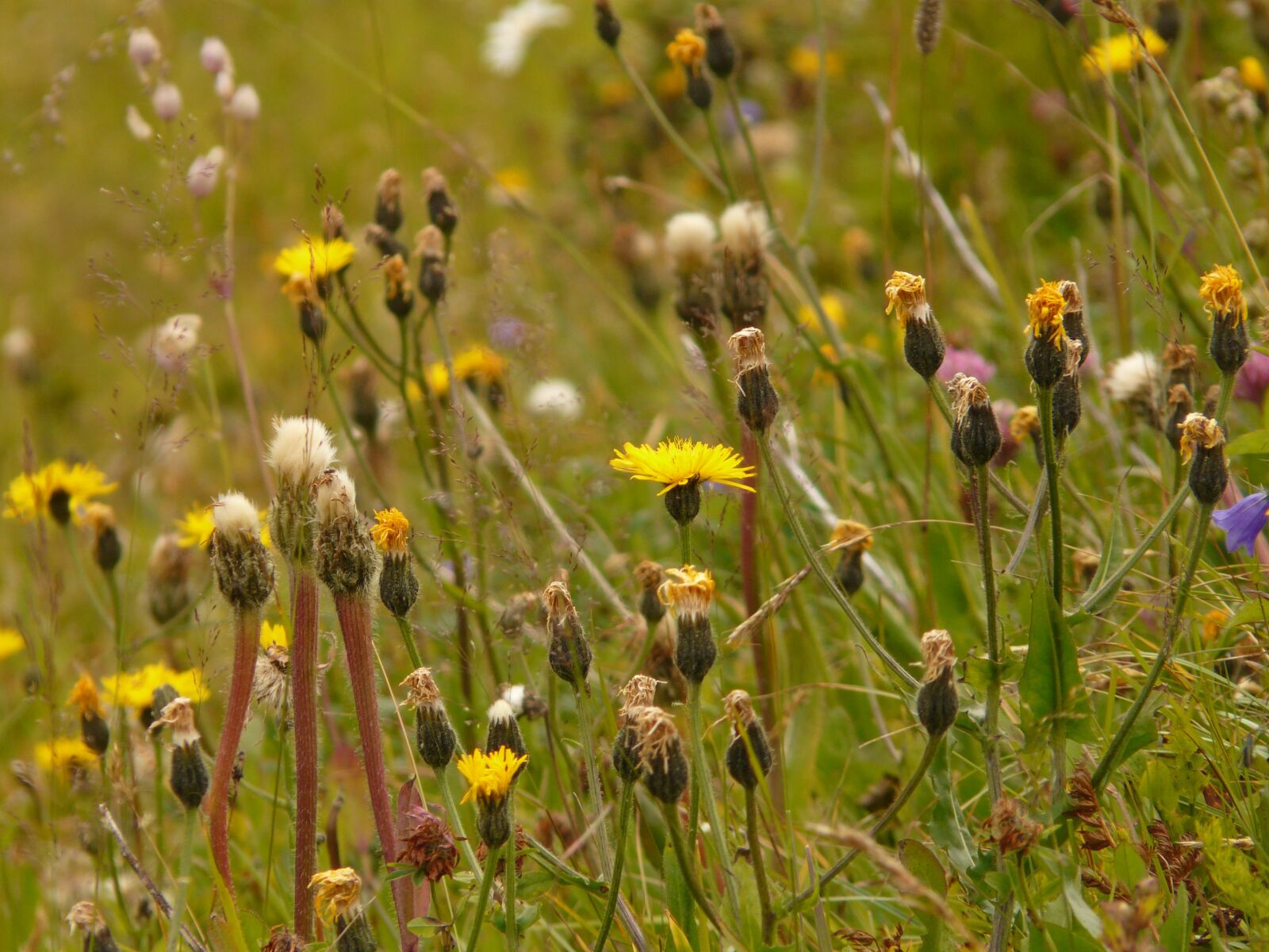 Panasonic DMC-FZ18 sample photo. Alphabet, meadow, berg hawksbeard photography