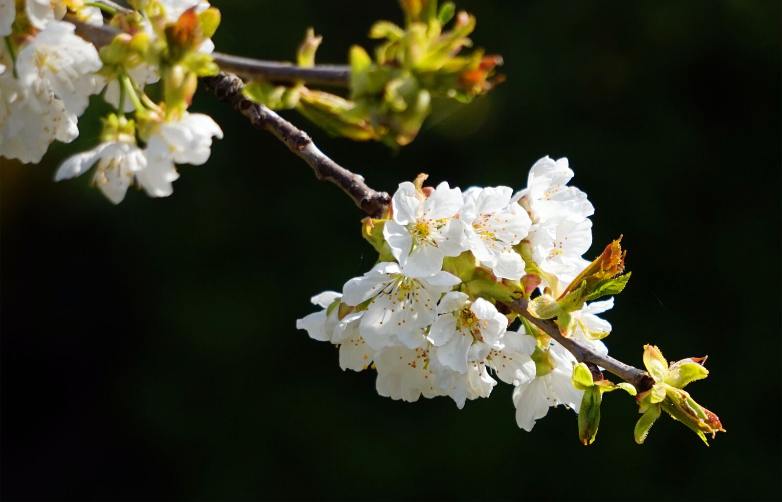 Sony Alpha a5000 (ILCE 5000) + Sony E 55-210mm F4.5-6.3 OSS sample photo. Cherry tree, blossom, bloom photography