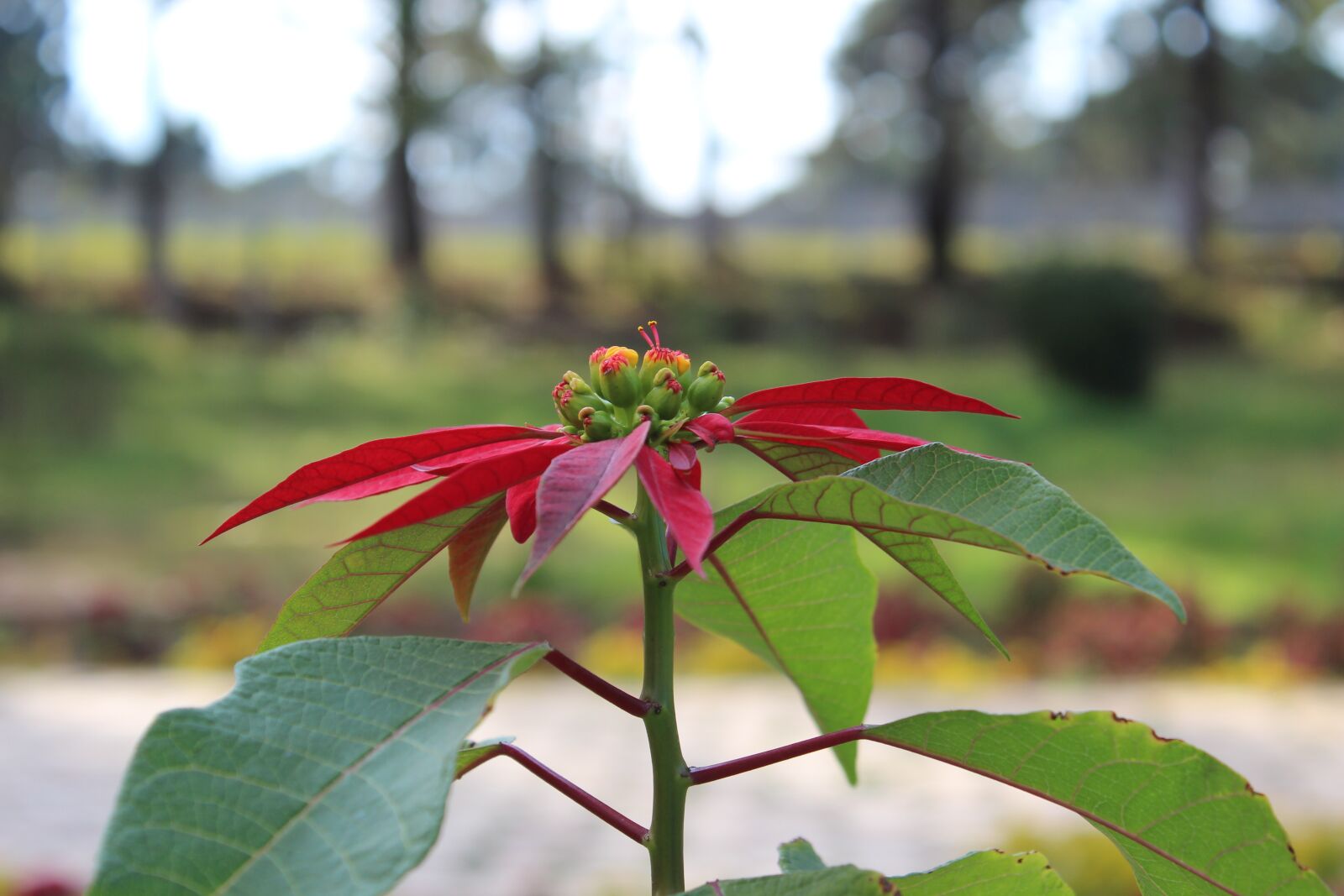 Canon EOS 600D (Rebel EOS T3i / EOS Kiss X5) sample photo. Flower, beautiful, nature photography