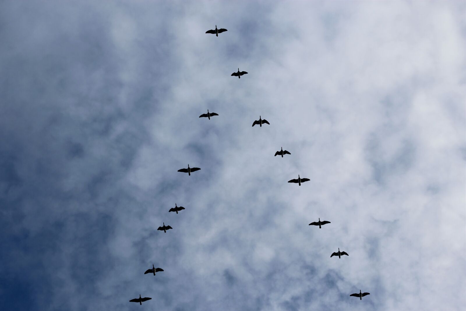 Canon EOS 1200D (EOS Rebel T5 / EOS Kiss X70 / EOS Hi) sample photo. Bird migration, wild geese photography