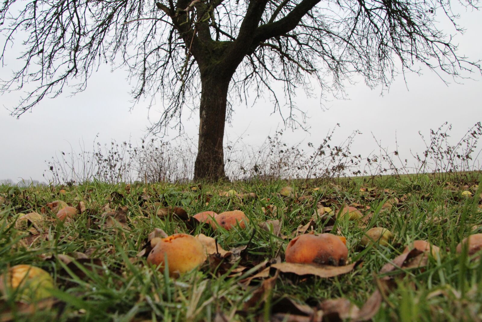 Canon EOS 700D (EOS Rebel T5i / EOS Kiss X7i) sample photo. Autumn, apfelernte, windfall photography