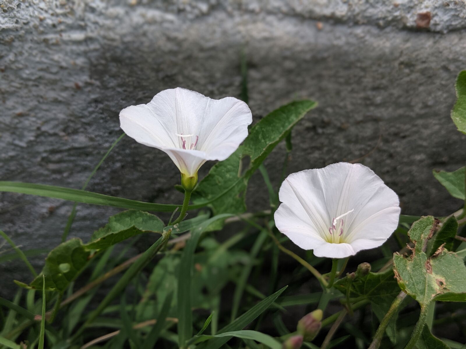 Google Pixel 2 sample photo. Morning glory, flower, blossom photography
