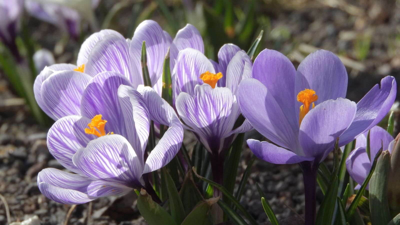 Nikon Coolpix P610 sample photo. Saffron, crocus, purple flowers photography