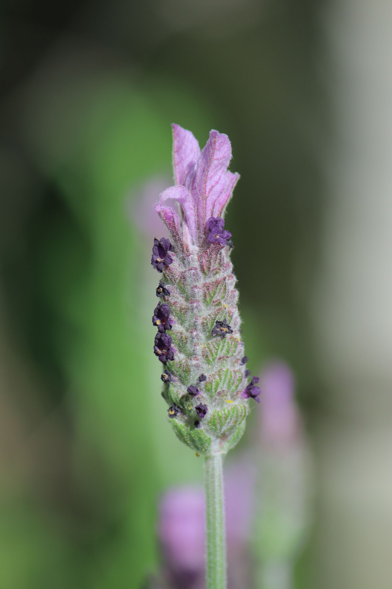 Canon EOS M5 + Canon EF-S 55-250mm F4-5.6 IS sample photo. Lavender, flowers, nature photography