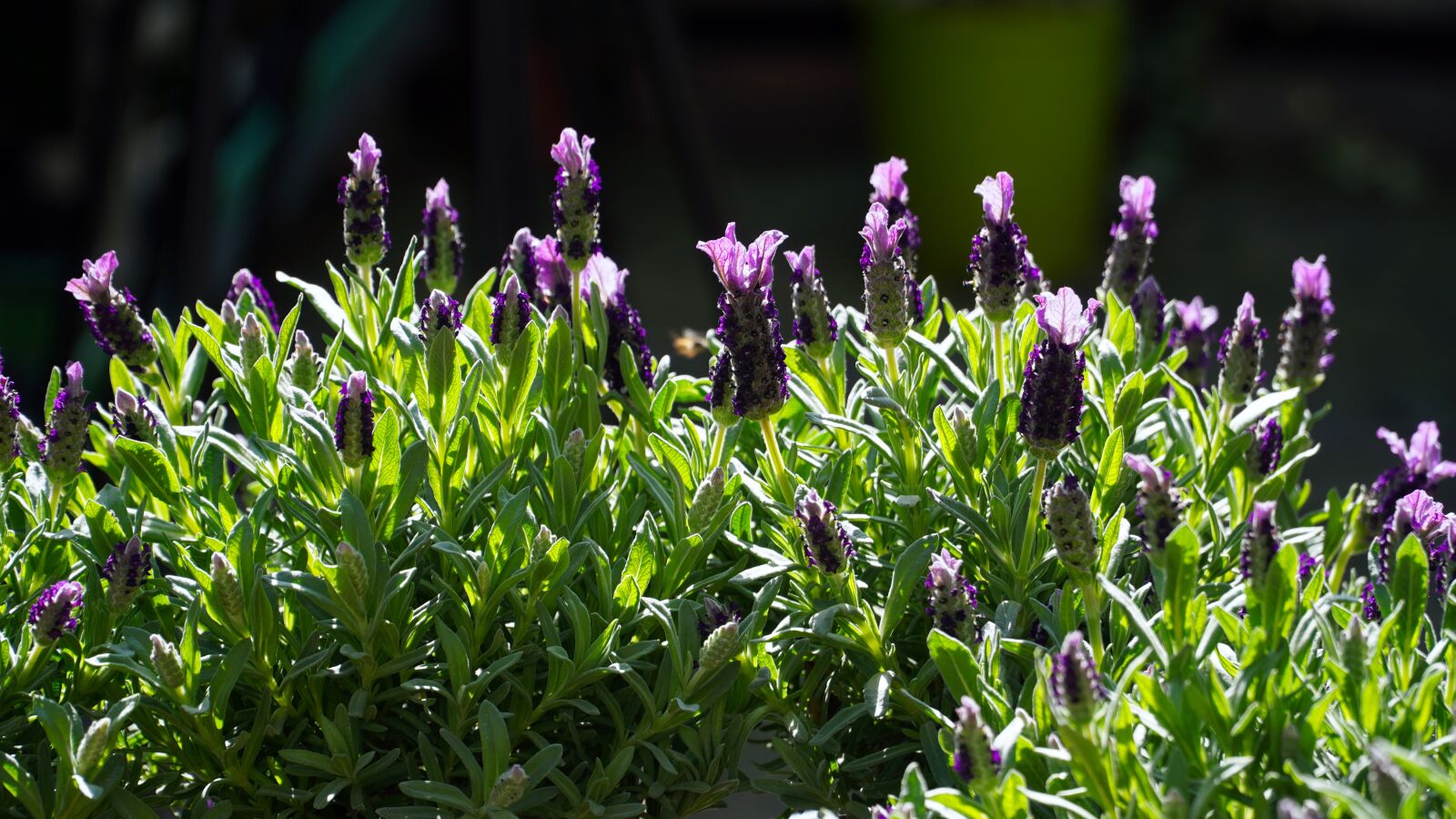 Sony E PZ 18-105mm F4 G OSS sample photo. Lavender, lavender flowers, flower photography