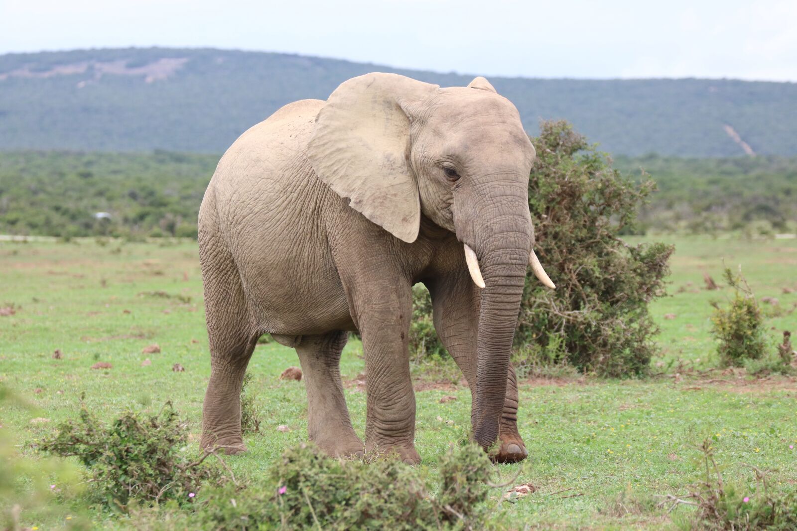 Canon EOS 760D (EOS Rebel T6s / EOS 8000D) sample photo. Elephant, ivory, animal photography