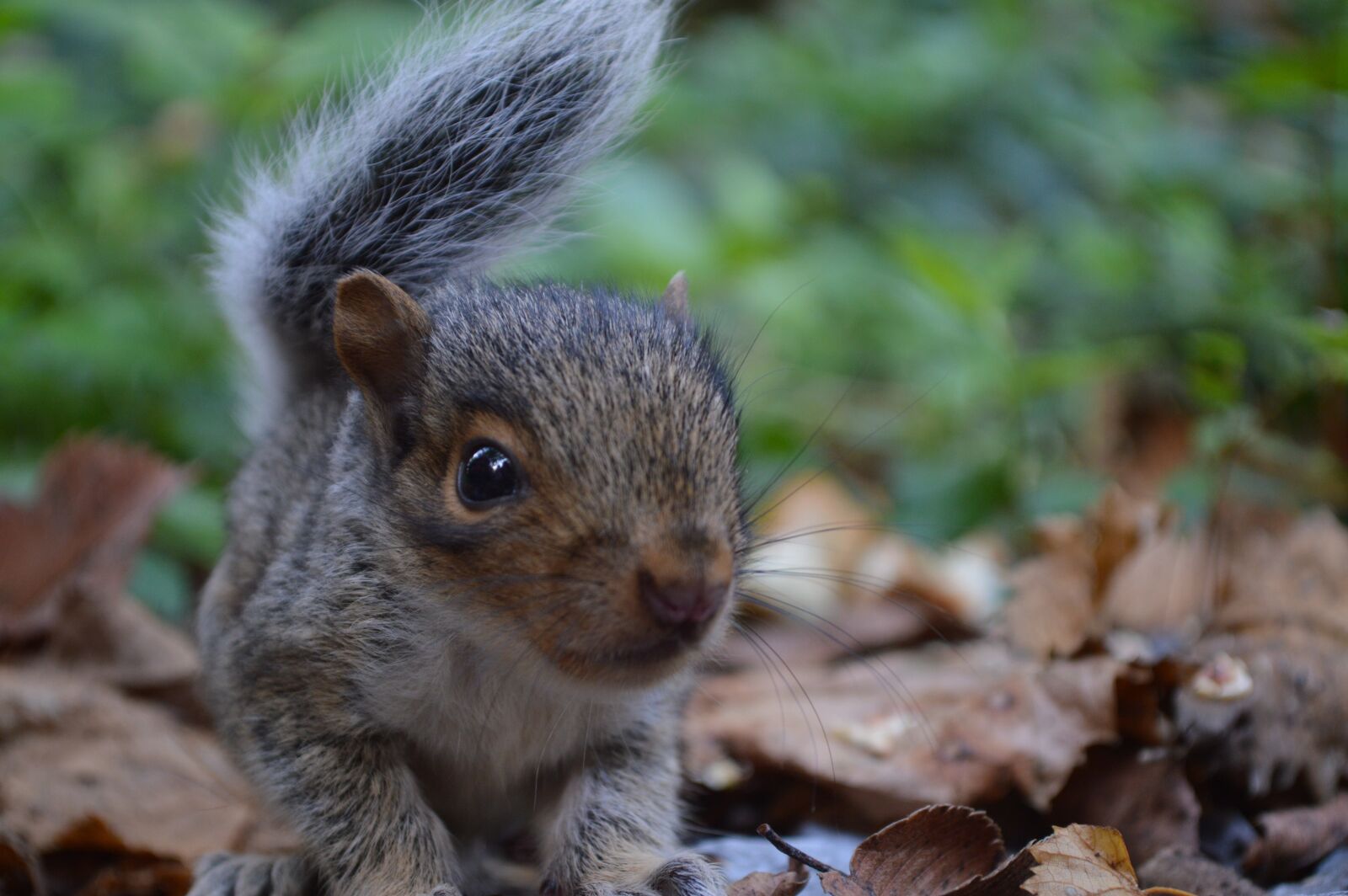 Nikon D3200 sample photo. Squirrel, nature, animal photography