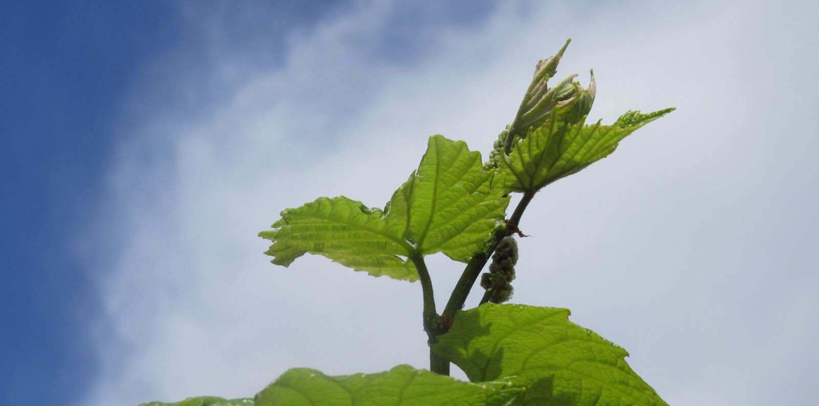 Canon PowerShot SX620 HS sample photo. Grape, foliage, nature photography