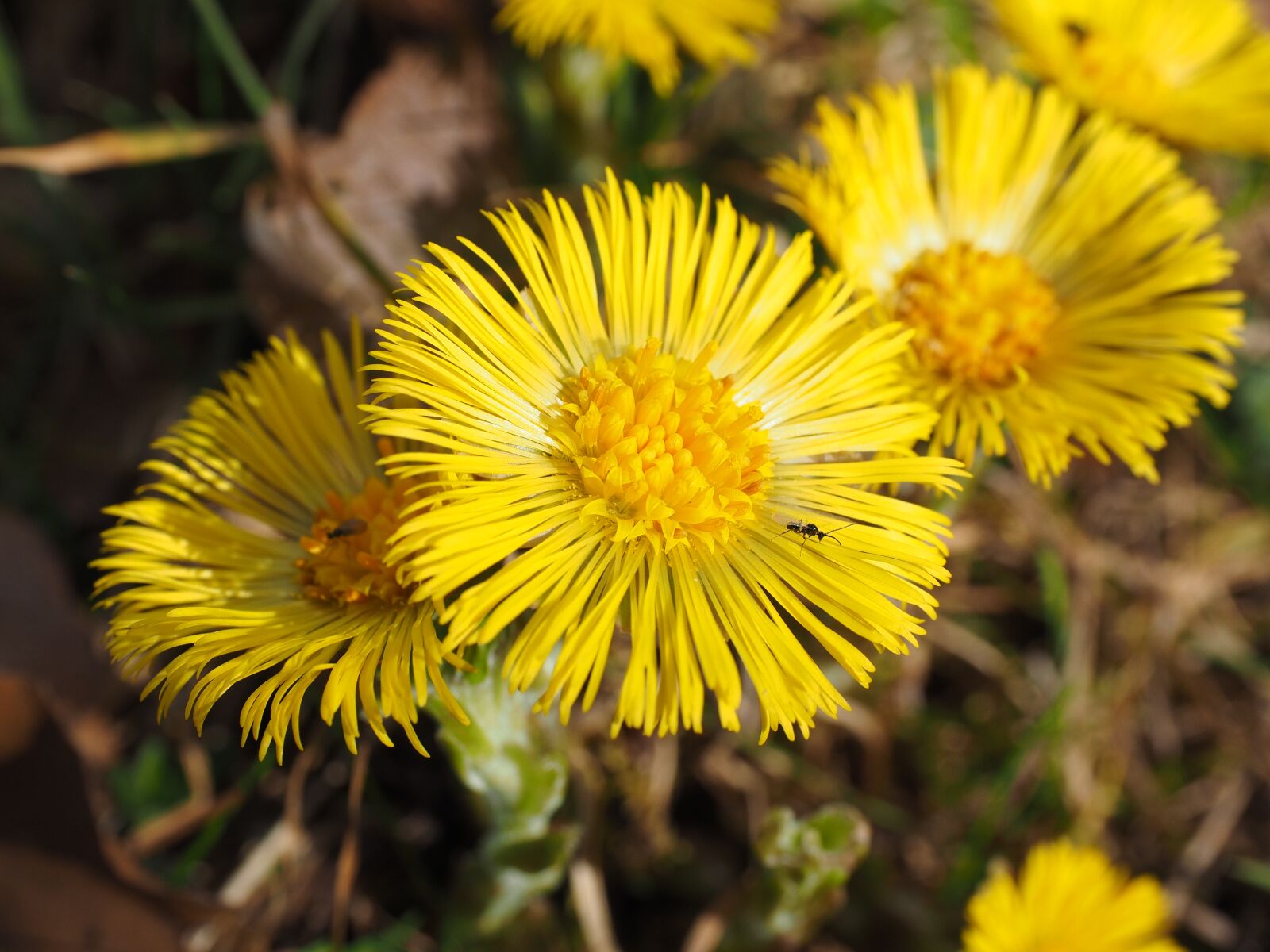 Olympus OM-D E-M1 + Olympus M.Zuiko Digital ED 12-40mm F2.8 Pro sample photo. Tussilago farfara, flower, blossom photography