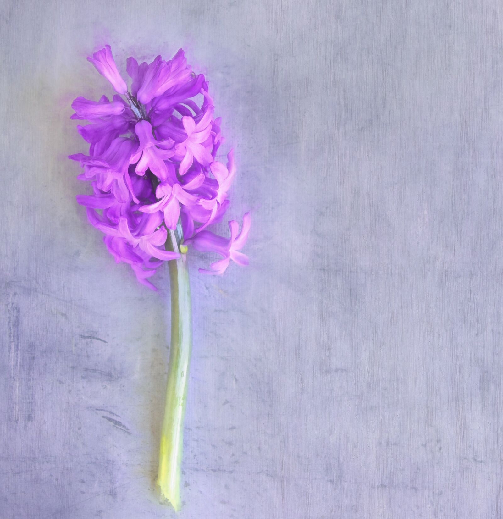 Nikon D7100 sample photo. Hyacinth, pink, flower photography