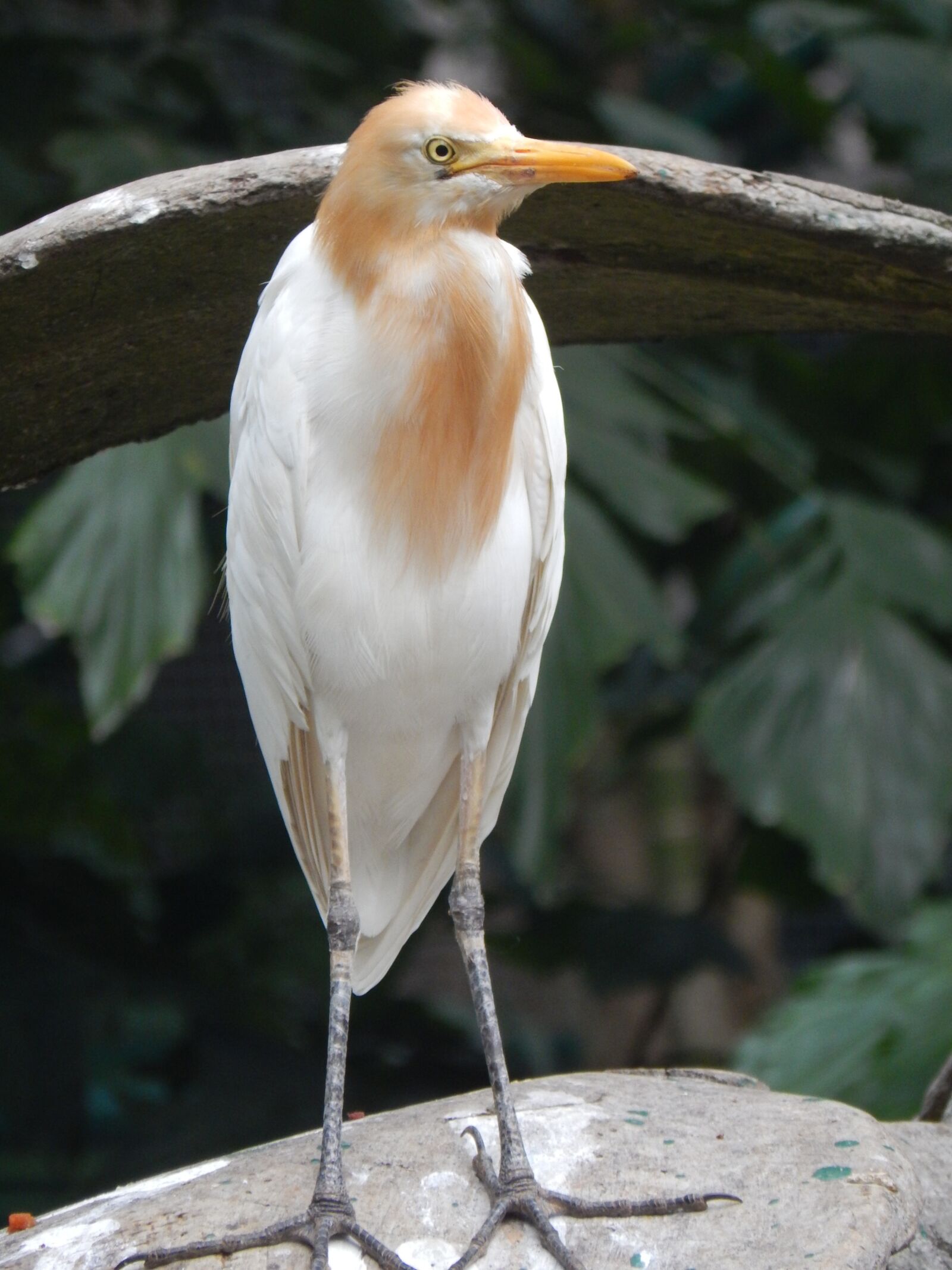 Nikon Coolpix L830 sample photo. Bird, conserve, white photography