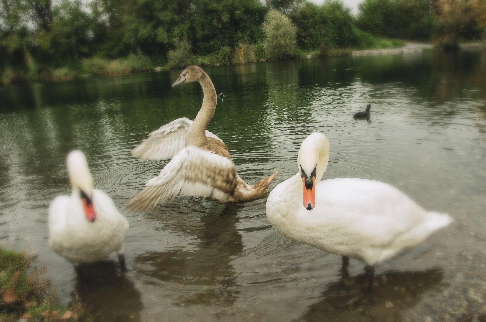Nikon D7000 sample photo. Animals, wildlife, water photography
